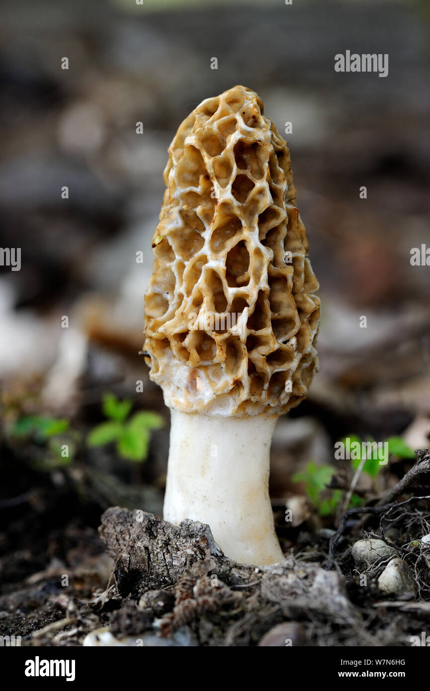 Common morel fungus (Morchella esculenta) Alsace, France Stock Photo