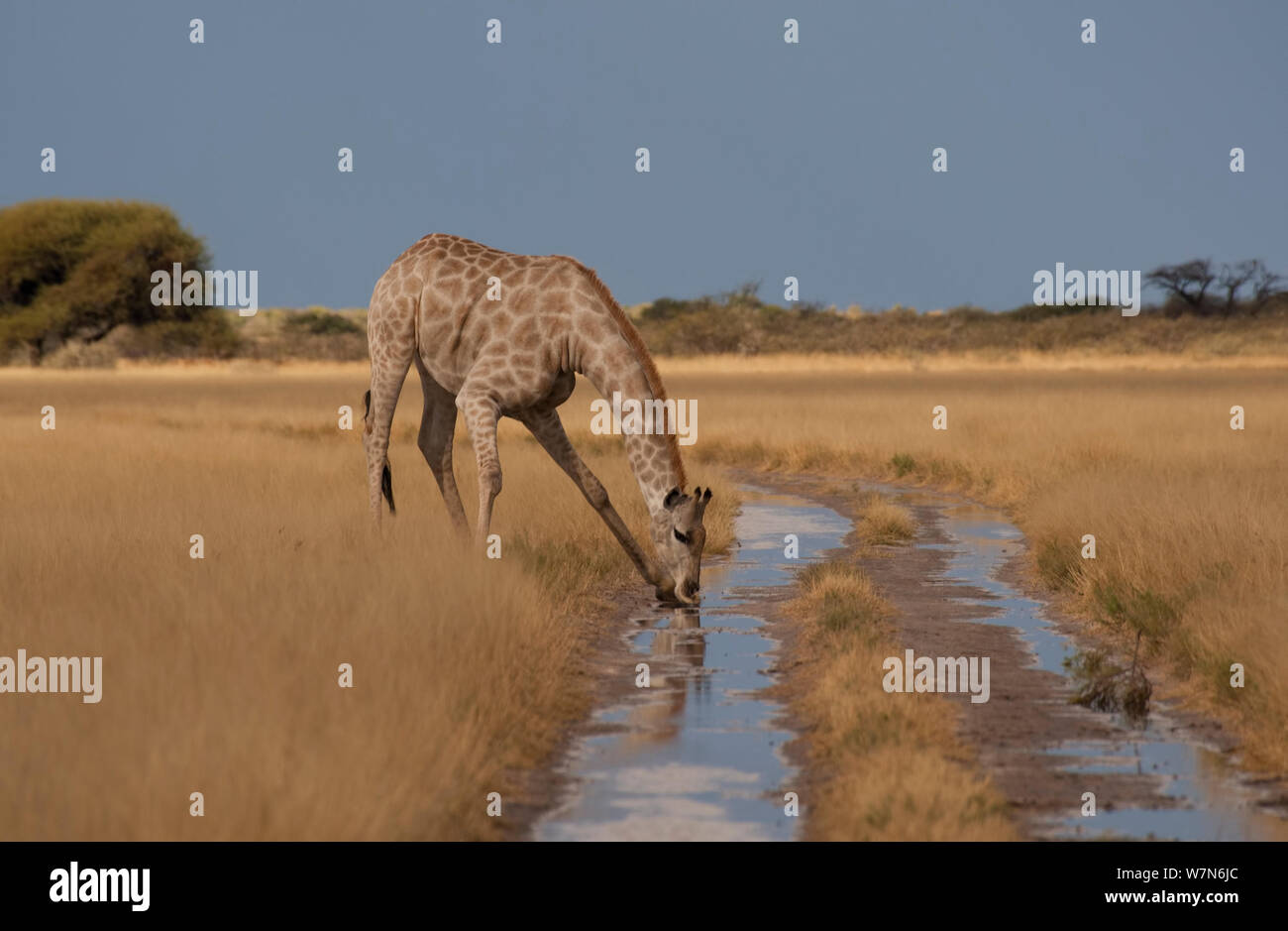 Giraffe (Giraffa camelopardalis) drinking from fresh water puddle in a dirt track after rain storm, Central Kalahari, Botswana Stock Photo