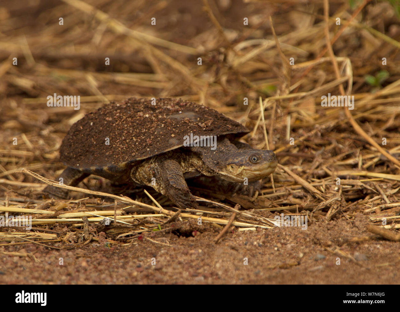 Pancake tortoise (Malacochersus tornieri) Lake Manyara National Park, Tanzania Stock Photo