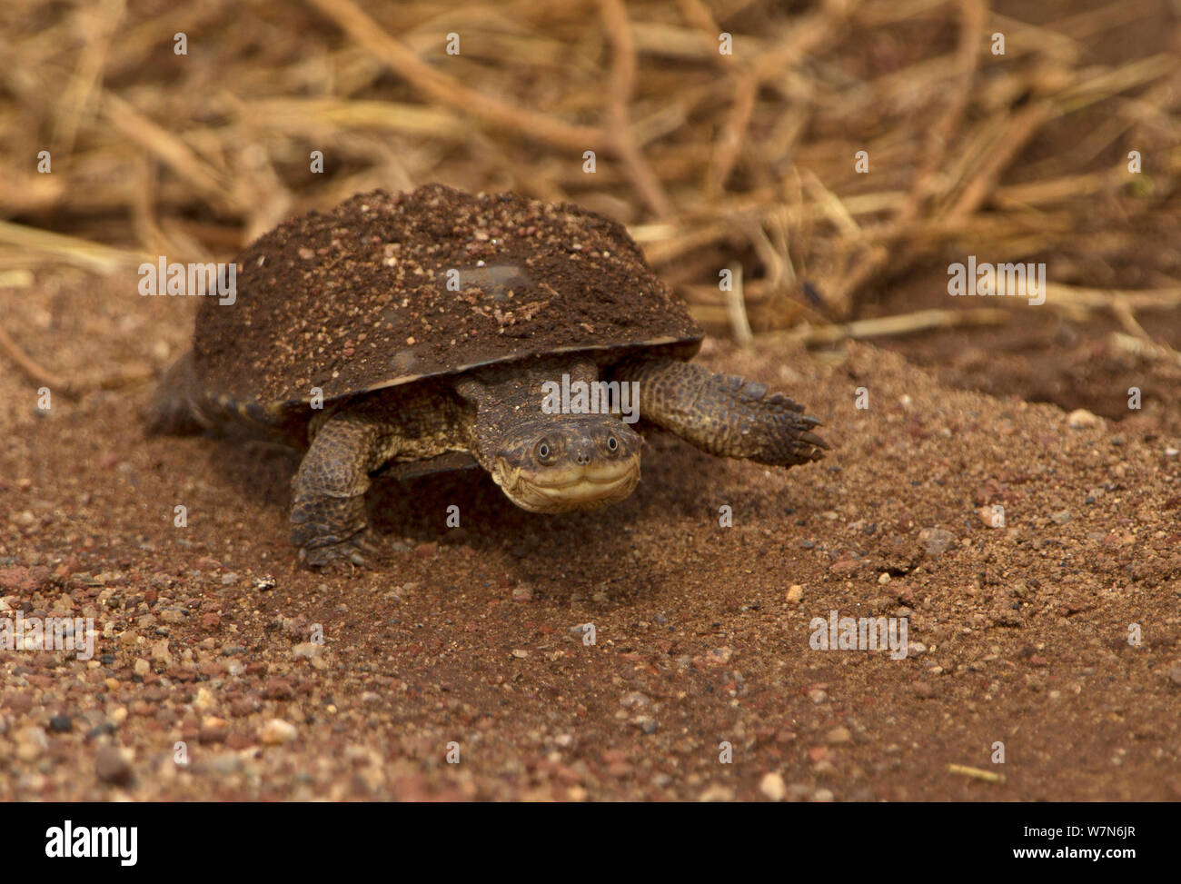 Pancake tortoise (Malacochersus tornieri) Lake Manyara National Park, Tanzania Stock Photo