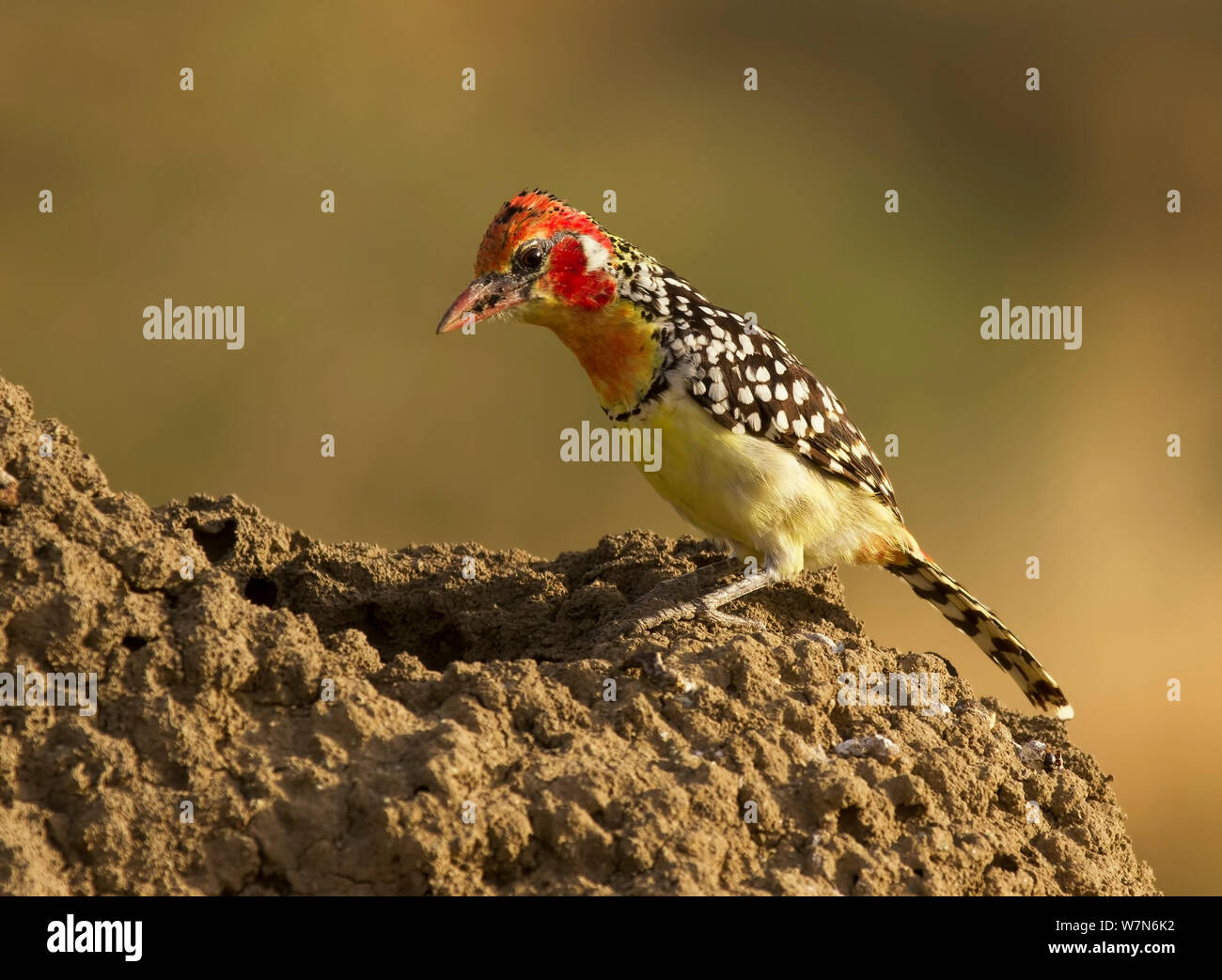 Red and yellow barbet (Trachyphonus erythrocephalus) about to dive into a hole it dug in a termite mound looking for insects, Tarangire National Park, Tanzania Stock Photo