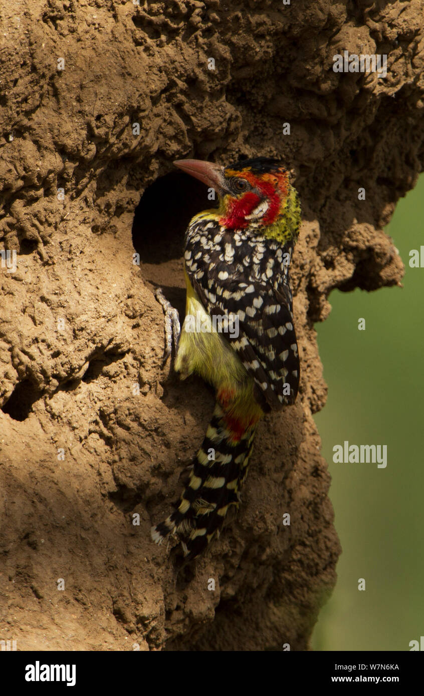 Red and yellow barbet (Trachyphonus erythrocephalus) about to dive into a hole it dug in a termite mound looking for insects, Lake Manyara National Park, Tanzania Stock Photo