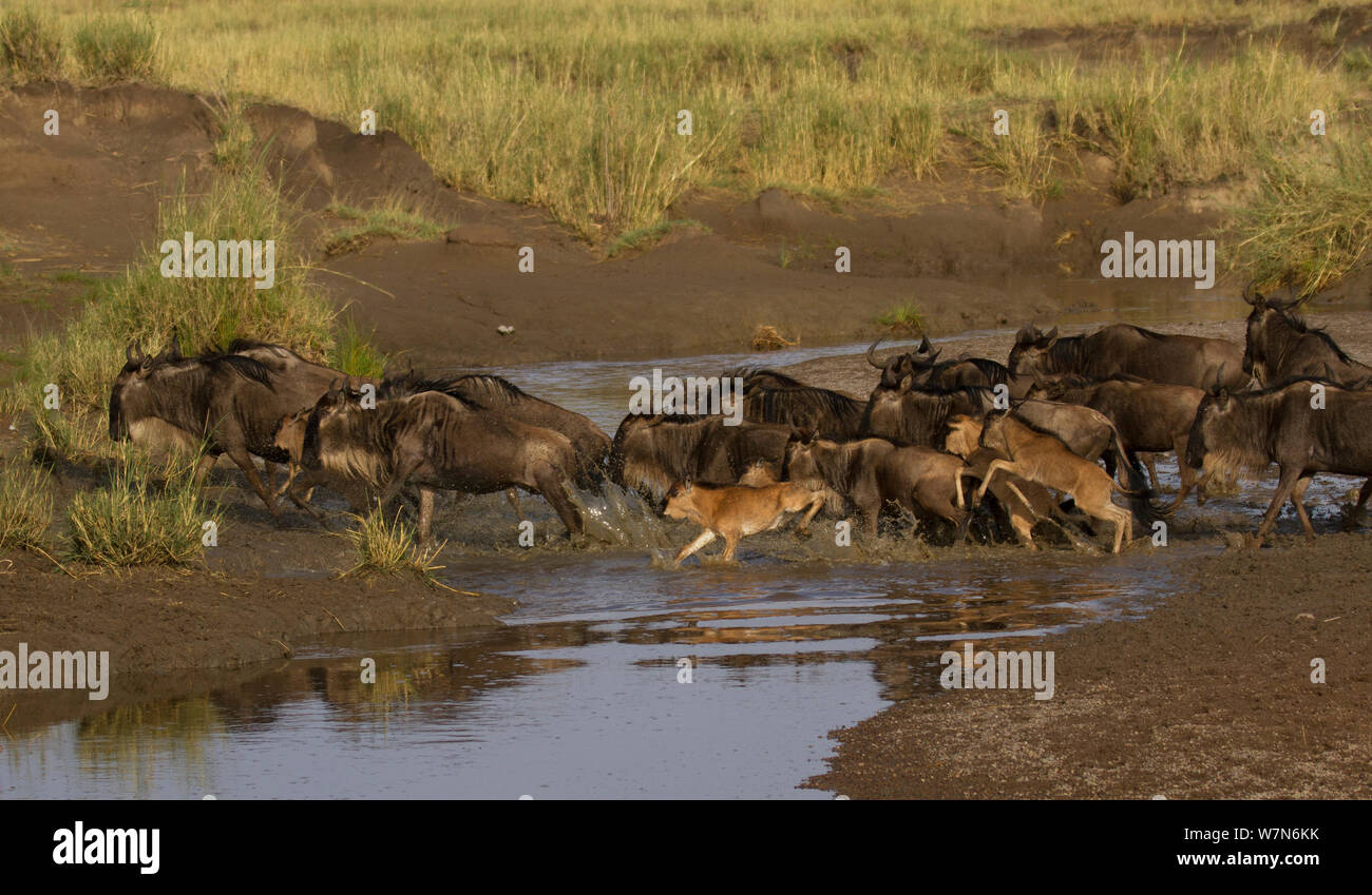 Wildebeest (Connochaetes taurinus) a herd crosses the Mbalageti River in the Serengeti National Park of Tanzania. This year, 2012, there were massive amounts of animals in this migration, perhaps upwards of 3 million Gnu, local guides indicating they had never seen so many animals. Stock Photo