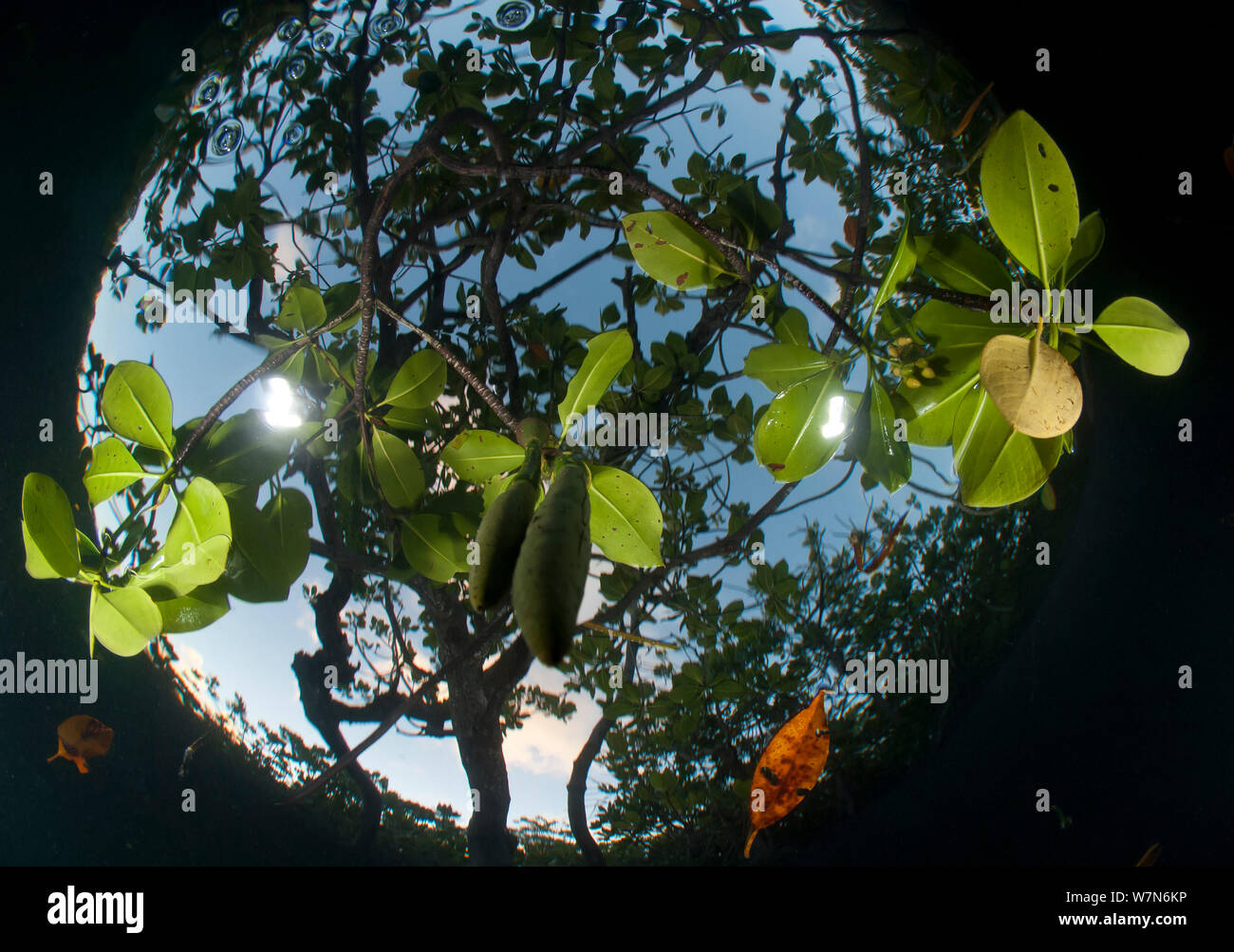 Looking up at mangrove forest from underwater, Aldabra Atoll, Seychelles, Indian Ocean Stock Photo