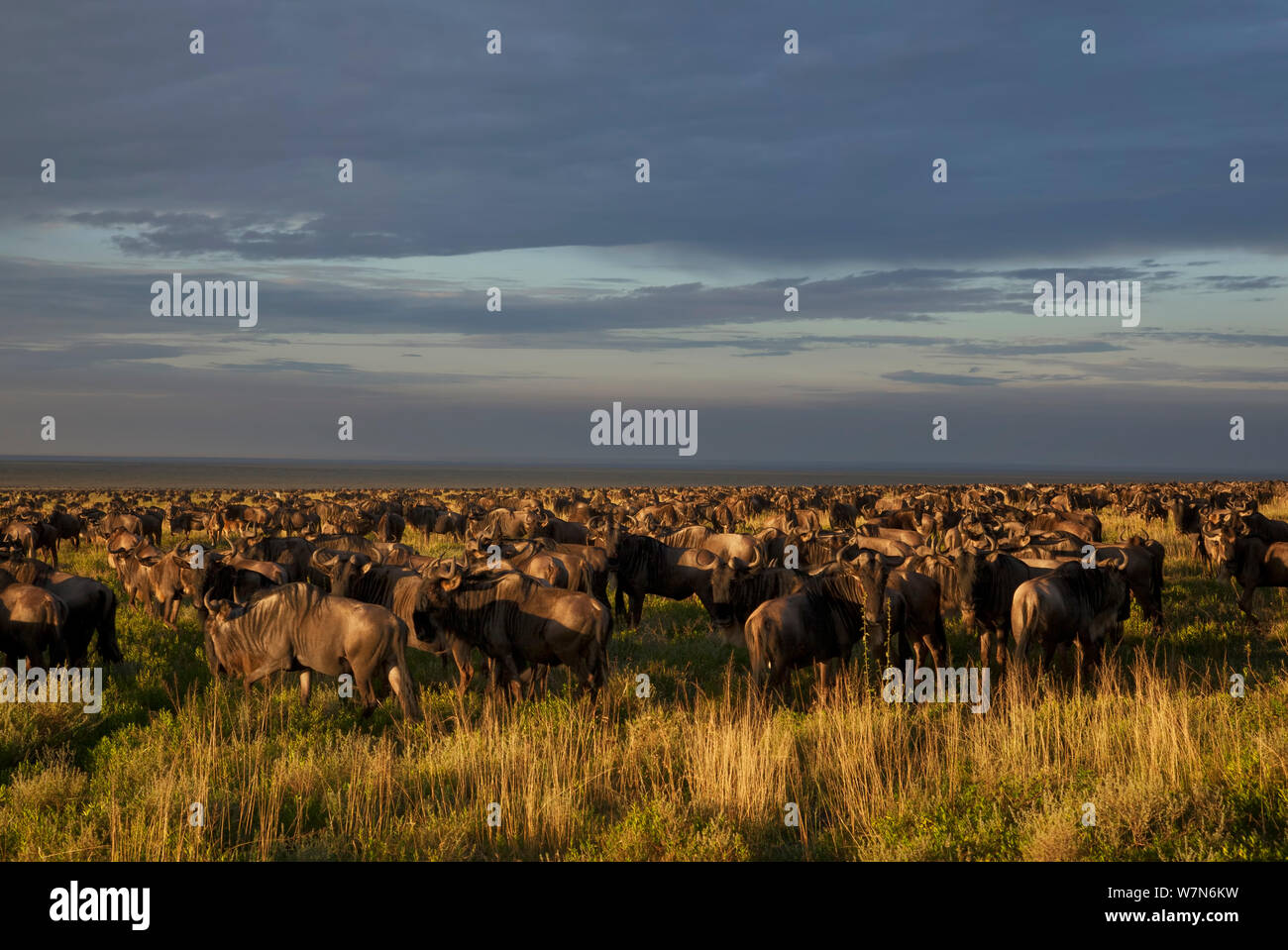Wildbeest (Connochaetes taurinus) as far as the eye can see from Naabi Hill, gathering and migrating to short grass plains to the south, Serengeti National Park, Tanzania. This year, 2012, there were massive amounts of animals in this migration, perhaps upwards of 3 million Gnu, with local guides indicating they had never seen so many animals. Stock Photo