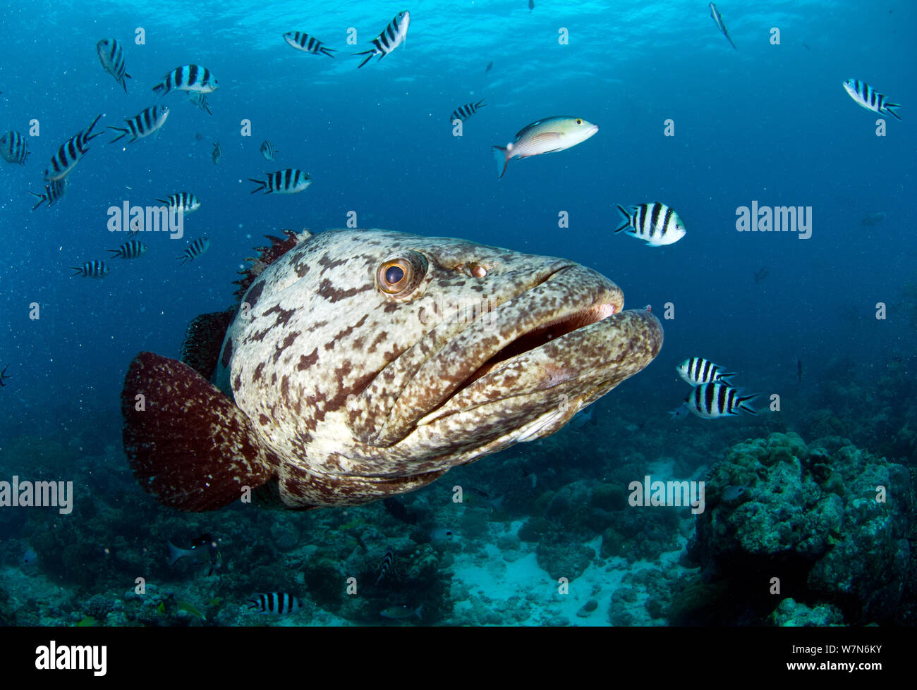 Potato grouper (Epinephelus tukula), Aldabra Atoll, Seychelles, Indian Ocean Stock Photo