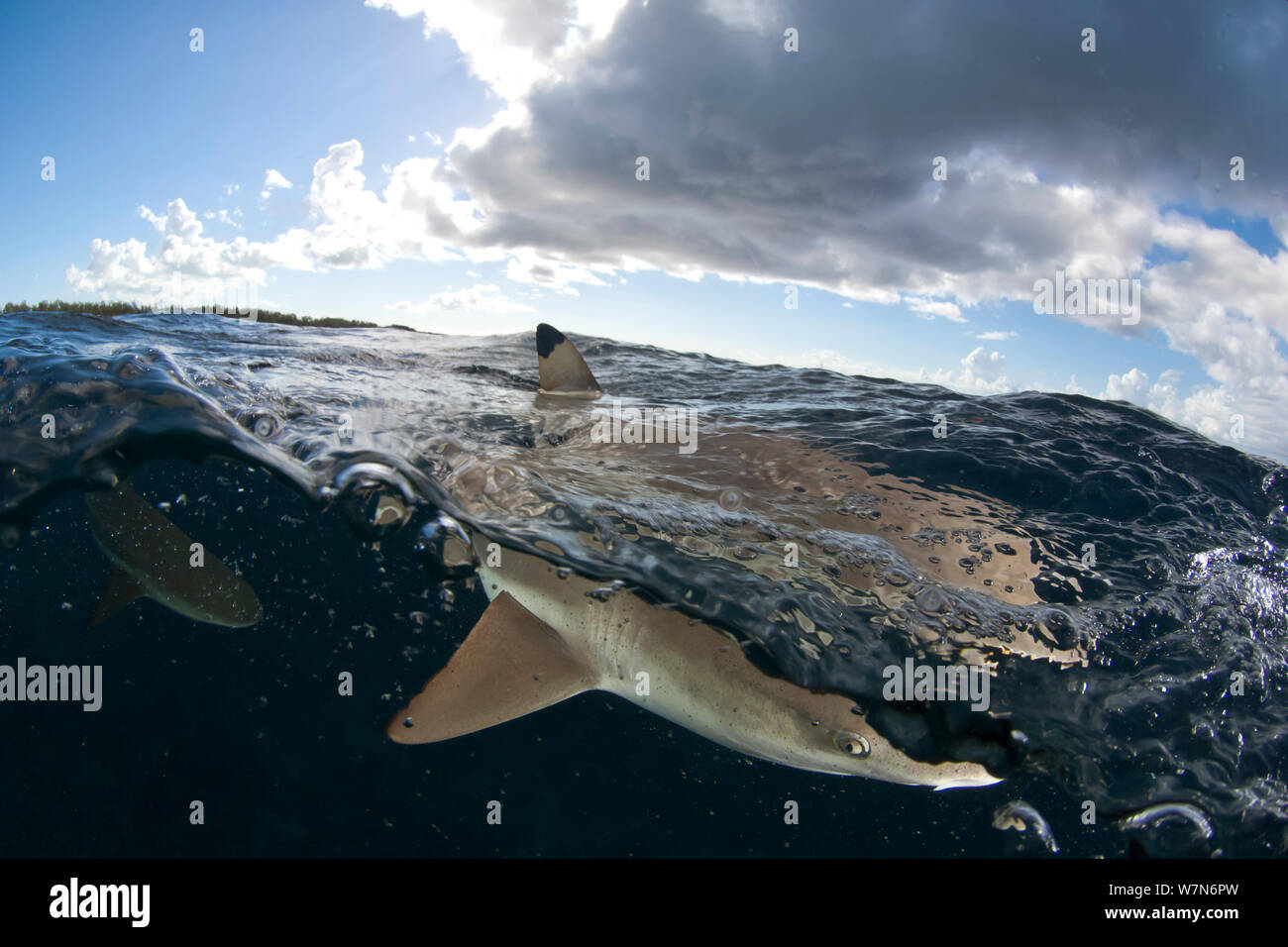 Blacktip reef shark (Carcharhinus melanopterus) tip just visible above sea surface, Aldabra Atoll, Seychelles, Indian Ocean Stock Photo