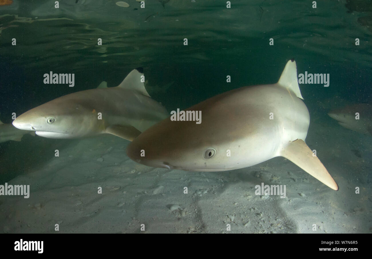 Blacktip reef sharks (Carcharhinus melanopterus) in shallow above sandy seabed, Aldabra Atoll, Seychelles, Indian Ocean Stock Photo