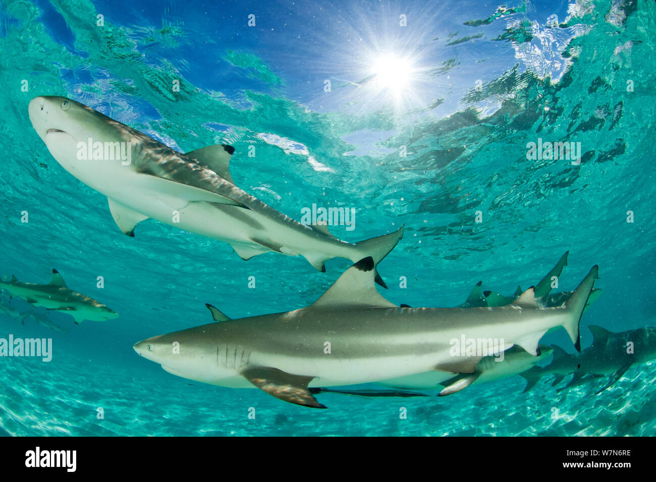 Blacktip reef sharks (Carcharhinus melanopterus) group swimming in shallow turquoise sea, Aldabra Atoll, Seychelles, Indian Ocean Stock Photo