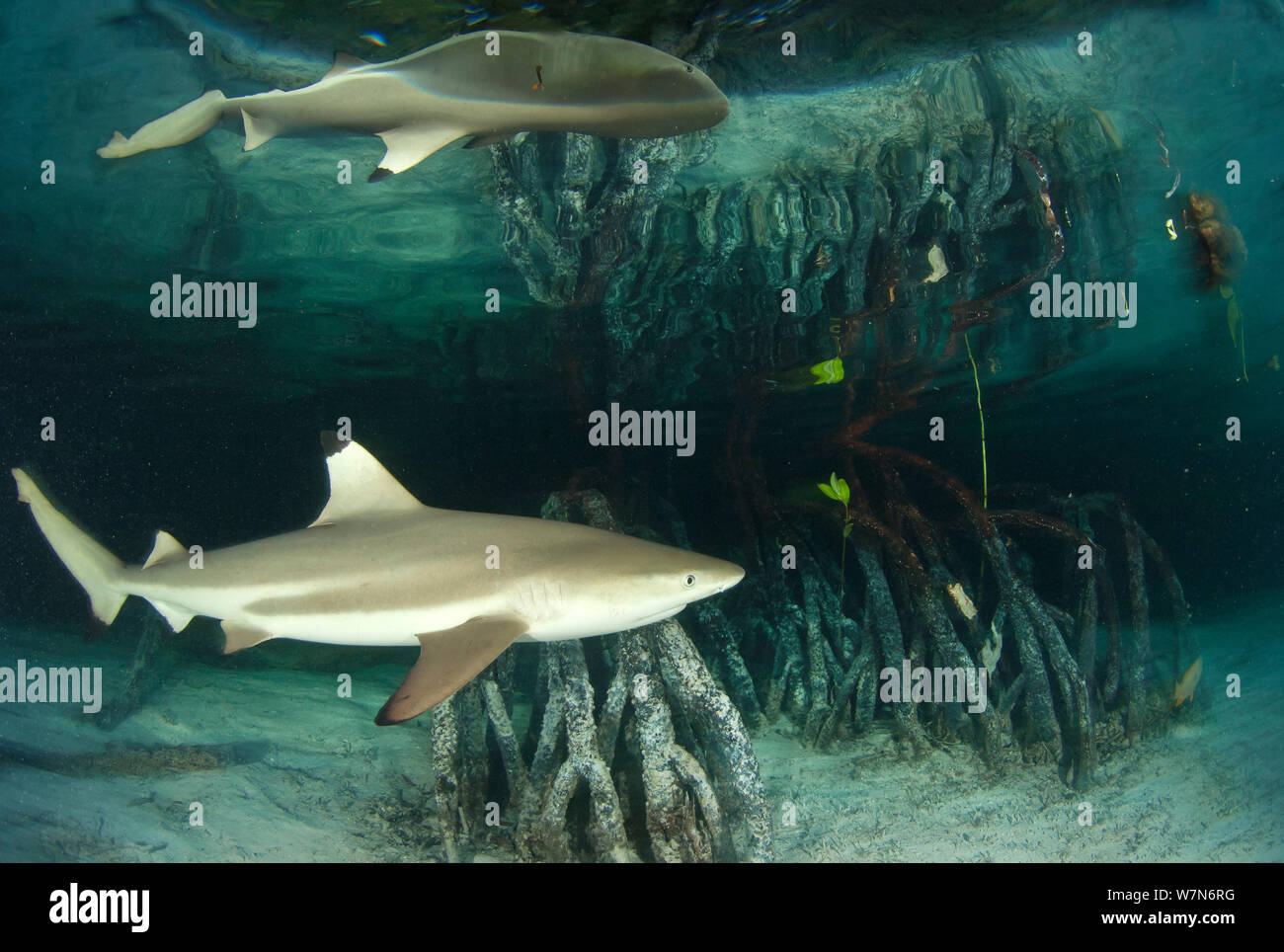 Blacktip reef shark (Carcharhinus melanopterus) swimming in mangrove forest, reflections above, Aldabra Atoll, Seychelles, Indian Ocean Stock Photo