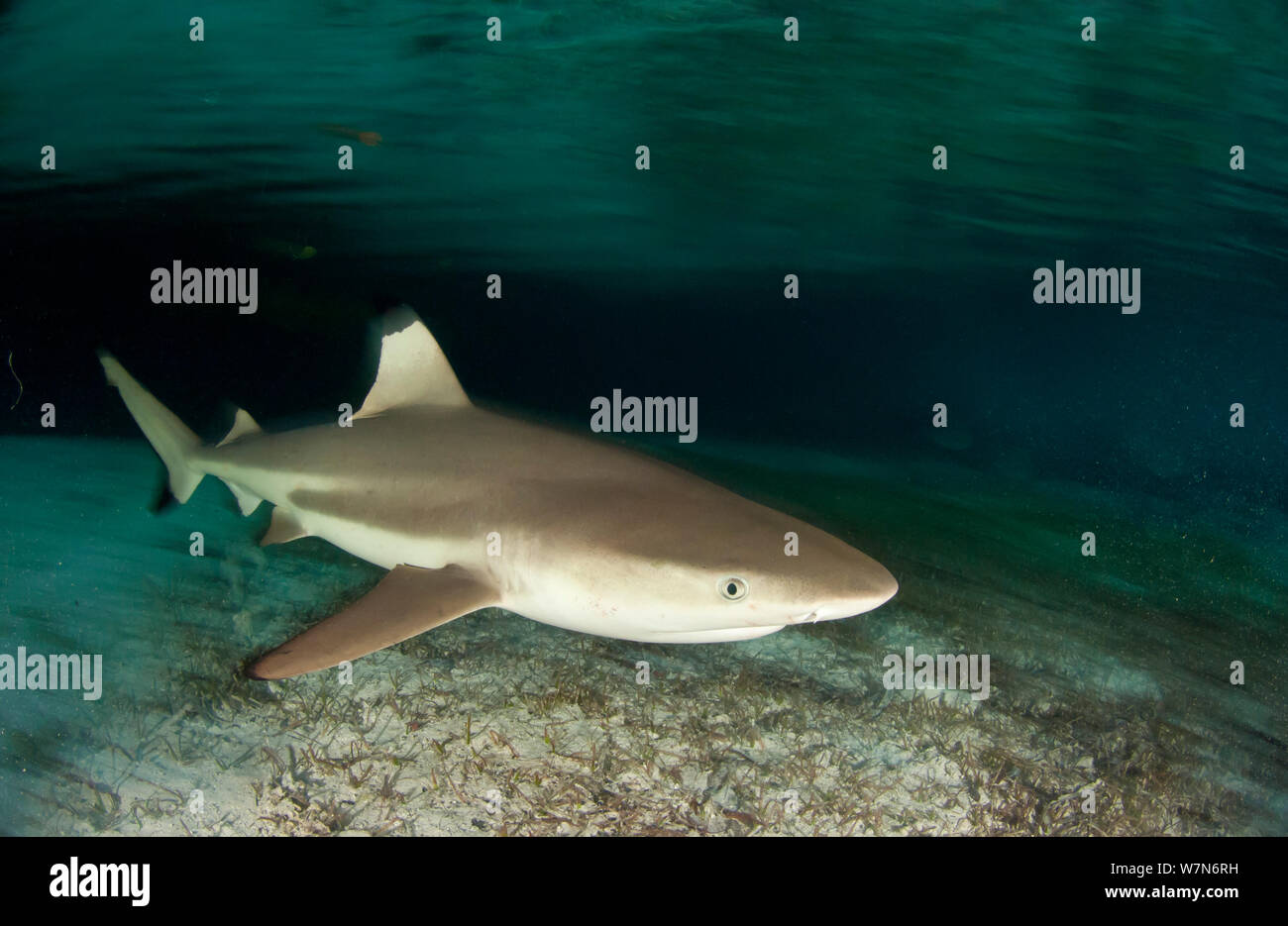 Blacktip reef shark (Carcharhinus melanopterus), Aldabra Atoll, Seychelles, Indian Ocean Stock Photo