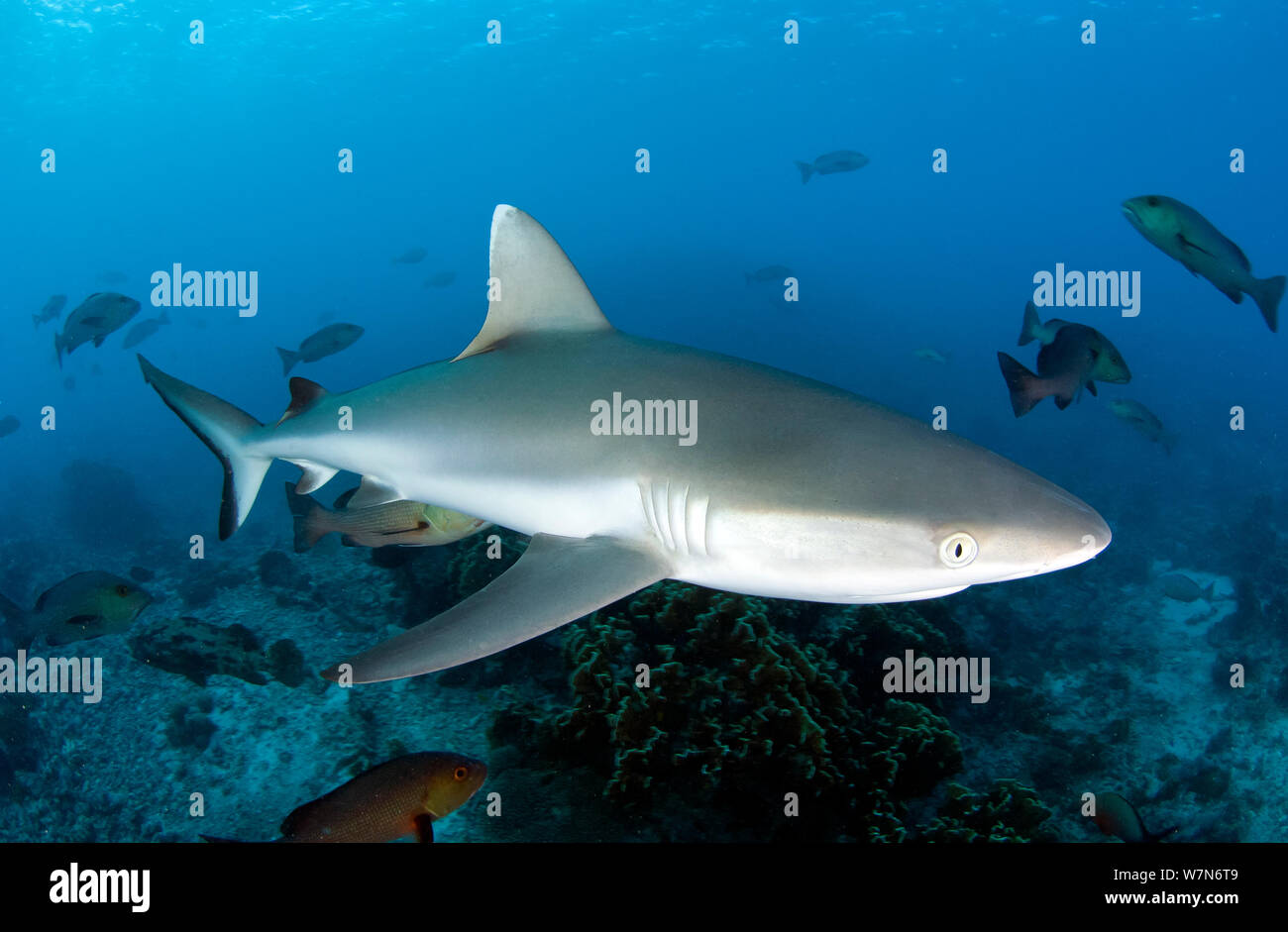 Grey reef shark (Carcharhinus amblyrhynchos), Aldabra Atoll, Seychelles, Indian Ocean Stock Photo