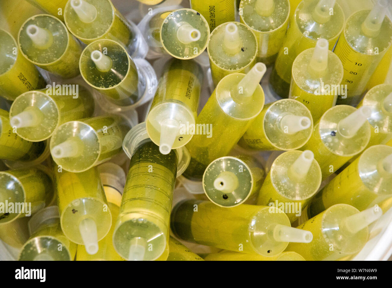 Black footed penguin (Spheniscus demersus) syringes filled with rehydration liquid given to penguins in rehabilitation at Southern African Foundation for the Conservation of Coastal Birds (SANCCOB) Cape Town, South Africa Stock Photo