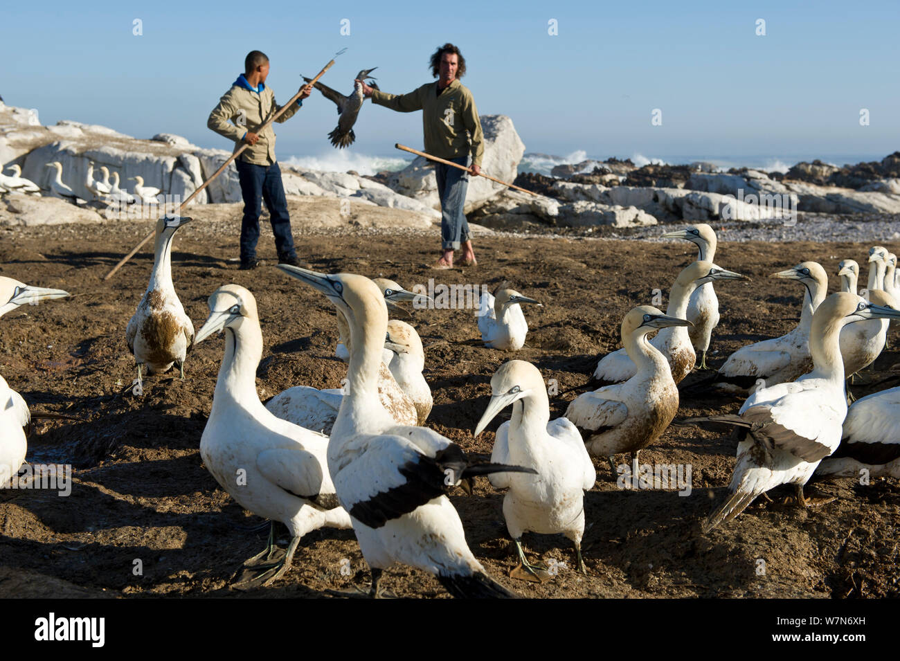 Yves Chesselet (Cape Nature) captures Cape gannet juveniles (morus capensis) from the colony on Bird Island, Lambert's Bay, South Africa May 2012. The birds were abandoned by their parents. After capture the gannets were sent to SANCCOB for hand rearing and release back in to the wild. Southern African Foundation for the Conservation of Coastal Birds (SANCCOB). Stock Photo