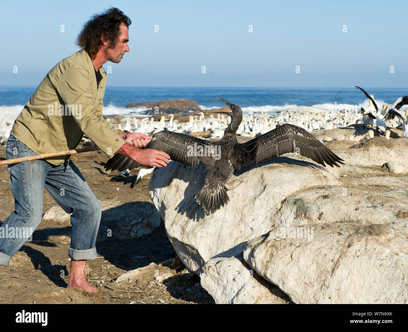 Yves Chesselet (Cape Nature) captures Cape gannet juvenile (Morus capensis) from the colony on Bird Island, Lambert's Bay, South Africa, 2012. The birds were abandoned by their parents. After capture the gannets were sent to SANCCOB for hand rearing and release back in to the wild. Southern African Foundation for the Conservation of Coastal Birds (SANCCOB). Stock Photo