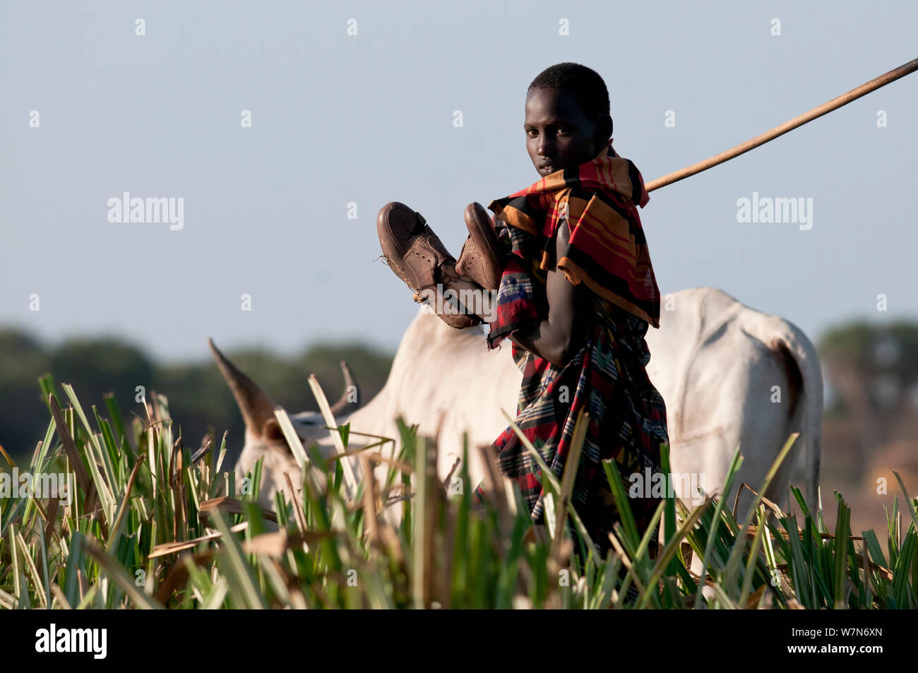 A young Orma man herds cattle, Tana River Delta, Kenya, East Africa 2011 Stock Photo