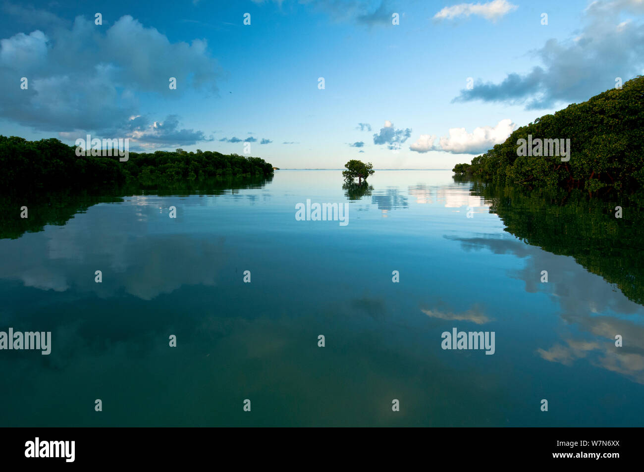 Mangrove forests line the edges of the lagoon and line the channels leading in to the lagoon, Aldabra Atoll, Seychelles, Indian Ocean Stock Photo