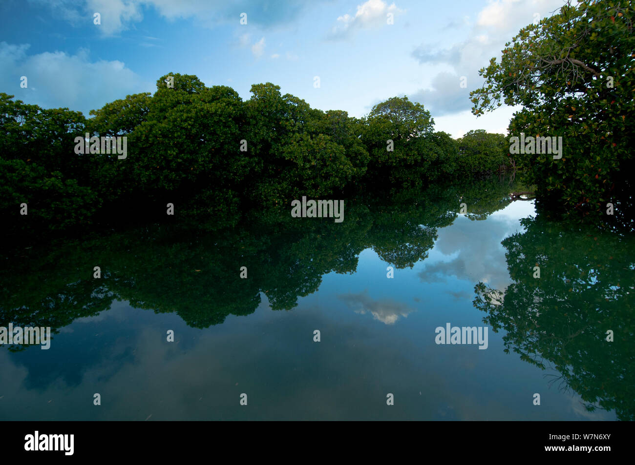 Mangrove forests line the edges of the lagoon and line the channels leading in to the lagoon, Aldabra Atoll, Seychelles, Indian Ocean Stock Photo