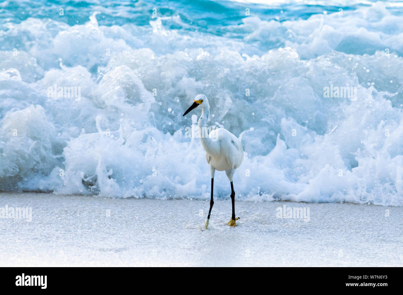 Dimorphic egret (Egretta dimorpha) standing in surf, Aldabra Atoll, Seychelles, Indian Ocean Stock Photo