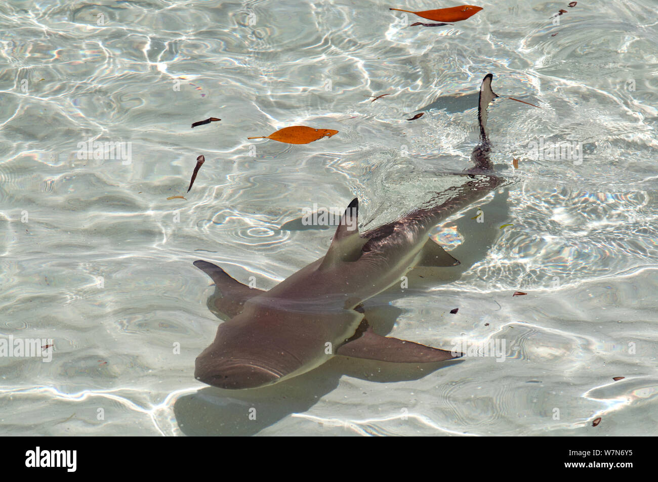 Blacktip reef shark (Carcharhinus melanopterus) swimming in shallow crystal clear water, Aldabra Atoll, Seychelles, Indian Ocean Stock Photo