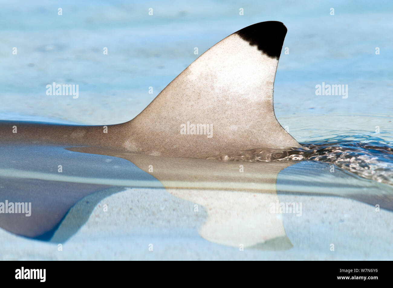 Blacktip reef shark (Carcharhinus melanopterus) profile of dorsal fin, Aldabra Atoll, Seychelles, Indian Ocean Stock Photo