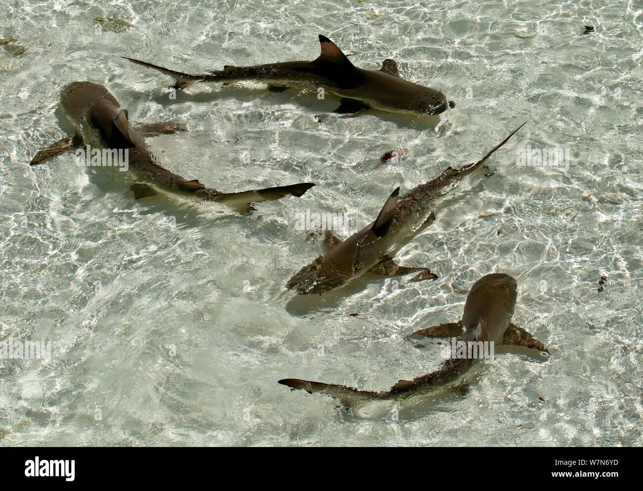 Blacktip reef sharks (Carcharhinus melanopterus) swimming in shallow crystal clear water, Aldabra Atoll, Seychelles, Indian Ocean Stock Photo