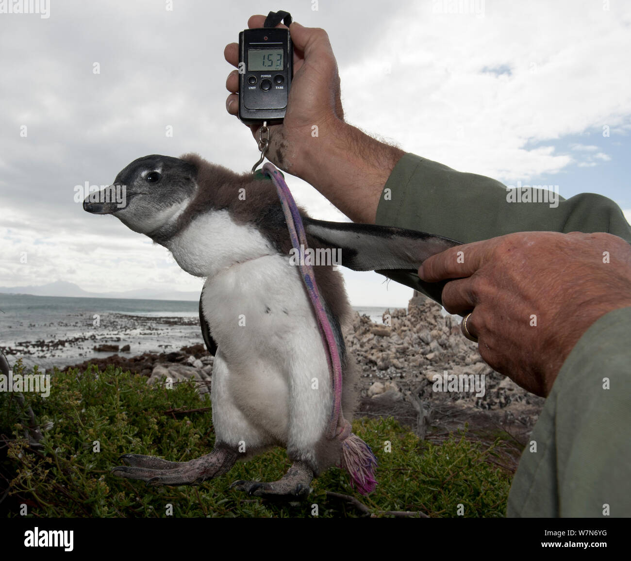 Black footed penguin (Spheniscus demersus) chicks in poor condition are rescued from the colony and sent for hand rearing and rehabilitation at the Southern African Foundation for the Conservation of Coastal Birds (SANCCOB) Cape Town, South Africa. This Black footed penguin colony is Stony Point, Betty's Bay, South Africa. This chick is being weighed by the warden, December 2011 Stock Photo