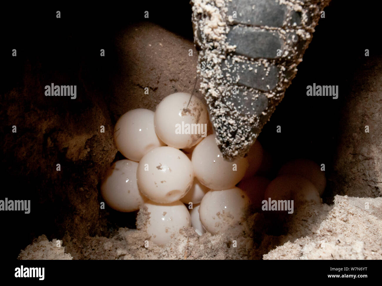 Green turtle (Chelonia mydas) laying its eggs in nest on beach, Aldabra Atoll, Seychelles, Indian Ocean Stock Photo
