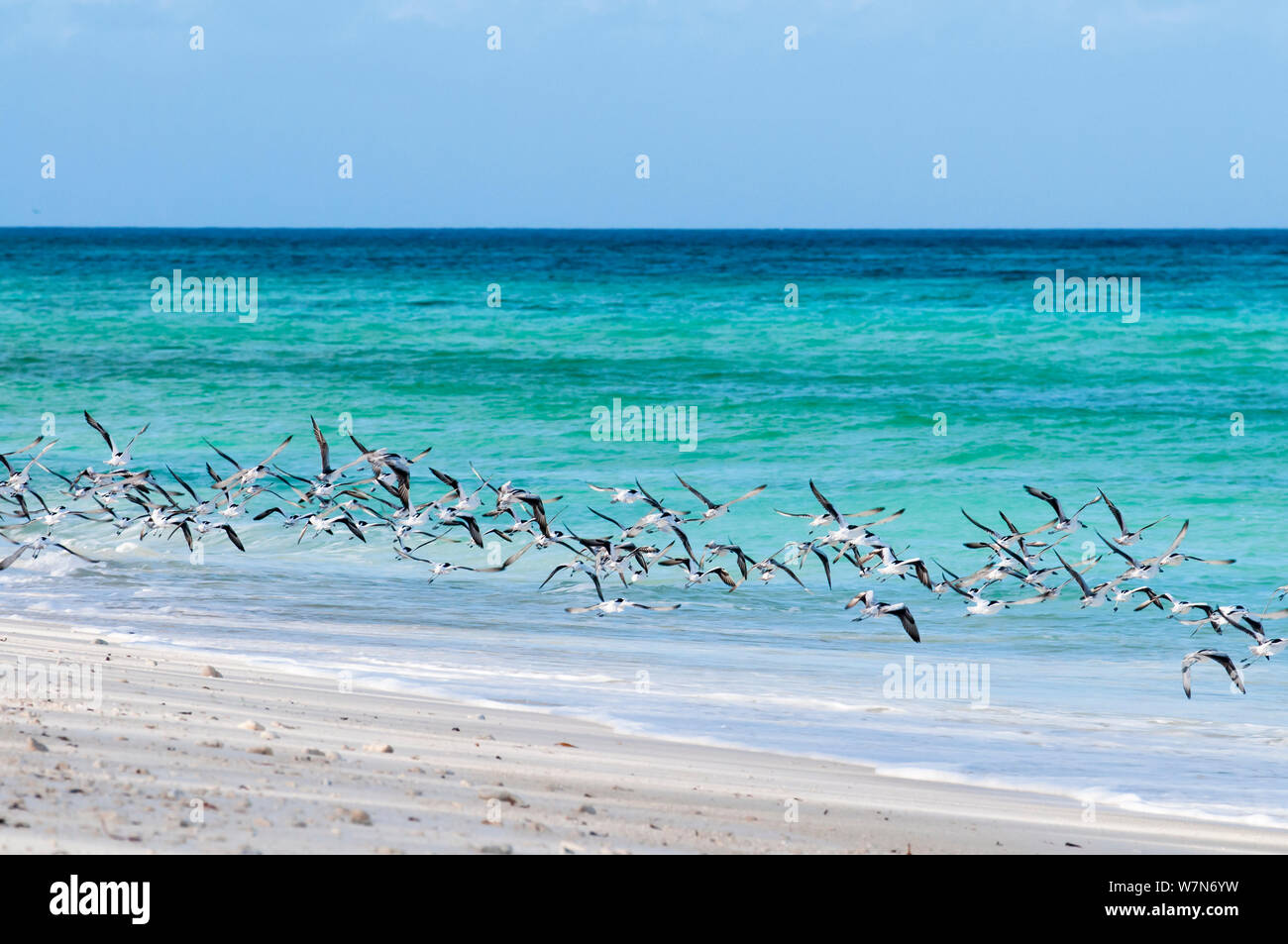 Crab plover (Dromas ardeola) flock in flight over beach, Aldabra Atoll, Seychelles, Indian Ocean Stock Photo
