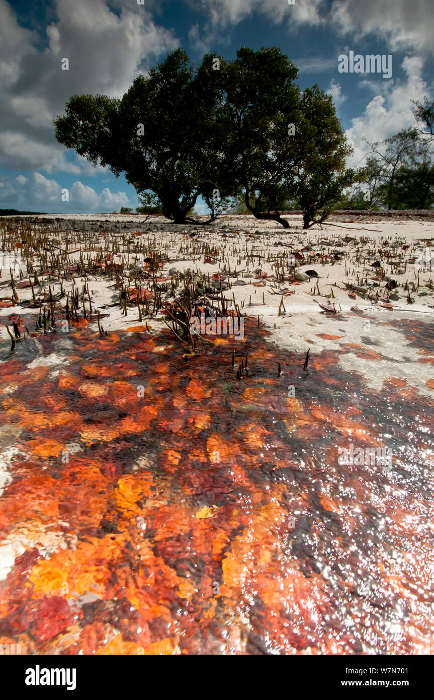 Leaf litter from Mangrove forest, Aldabra Atoll, Seychelles, Indian Ocean Stock Photo