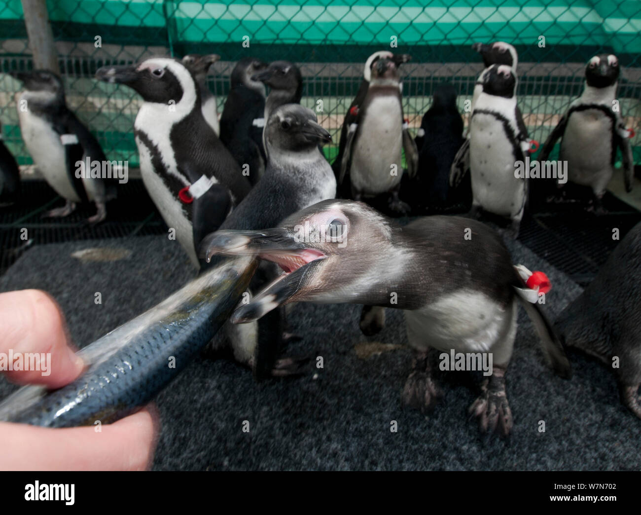 Black footed penguin (Spheniscus demersus) being hand fed as part of eehabilitation at Southern African Foundation for the Conservation of Coastal Birds (SANCCOB) Cape Town, South Africa Stock Photo