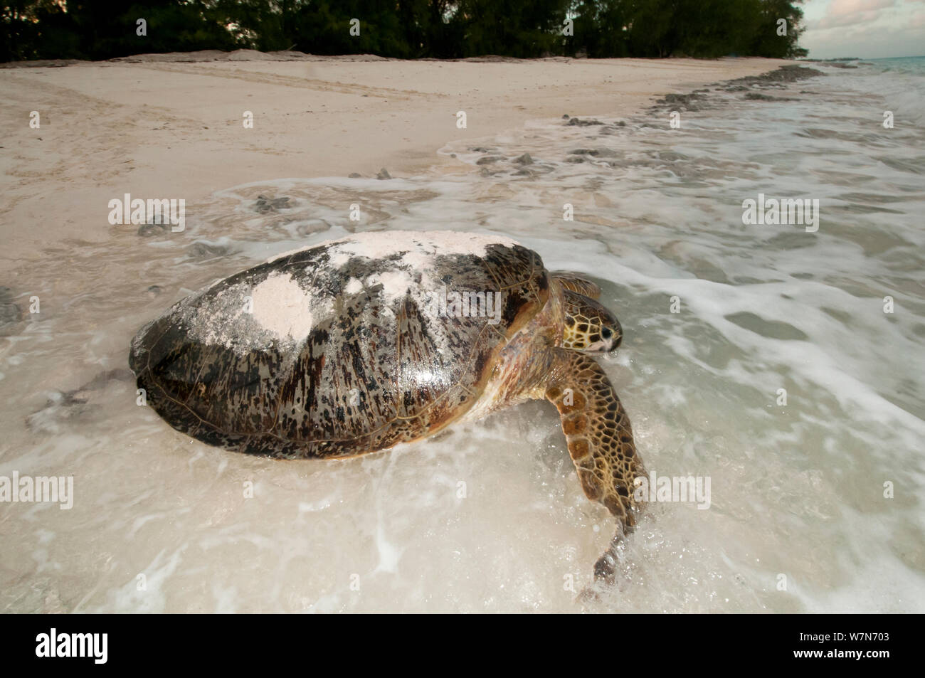 Green turtle (Chelonia mydas) female returning to sea after laying eggs on beach, Aldabra Atoll, Seychelles, Indian Ocean Stock Photo