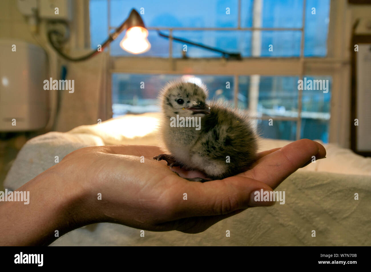 Hartlaub's Gull (Chroicocephalus hartlaubii) chick being cared for by Southern African Foundation for the Conservation of Coastal Birds (SANCCOB), Cape Town, South Africa Stock Photo