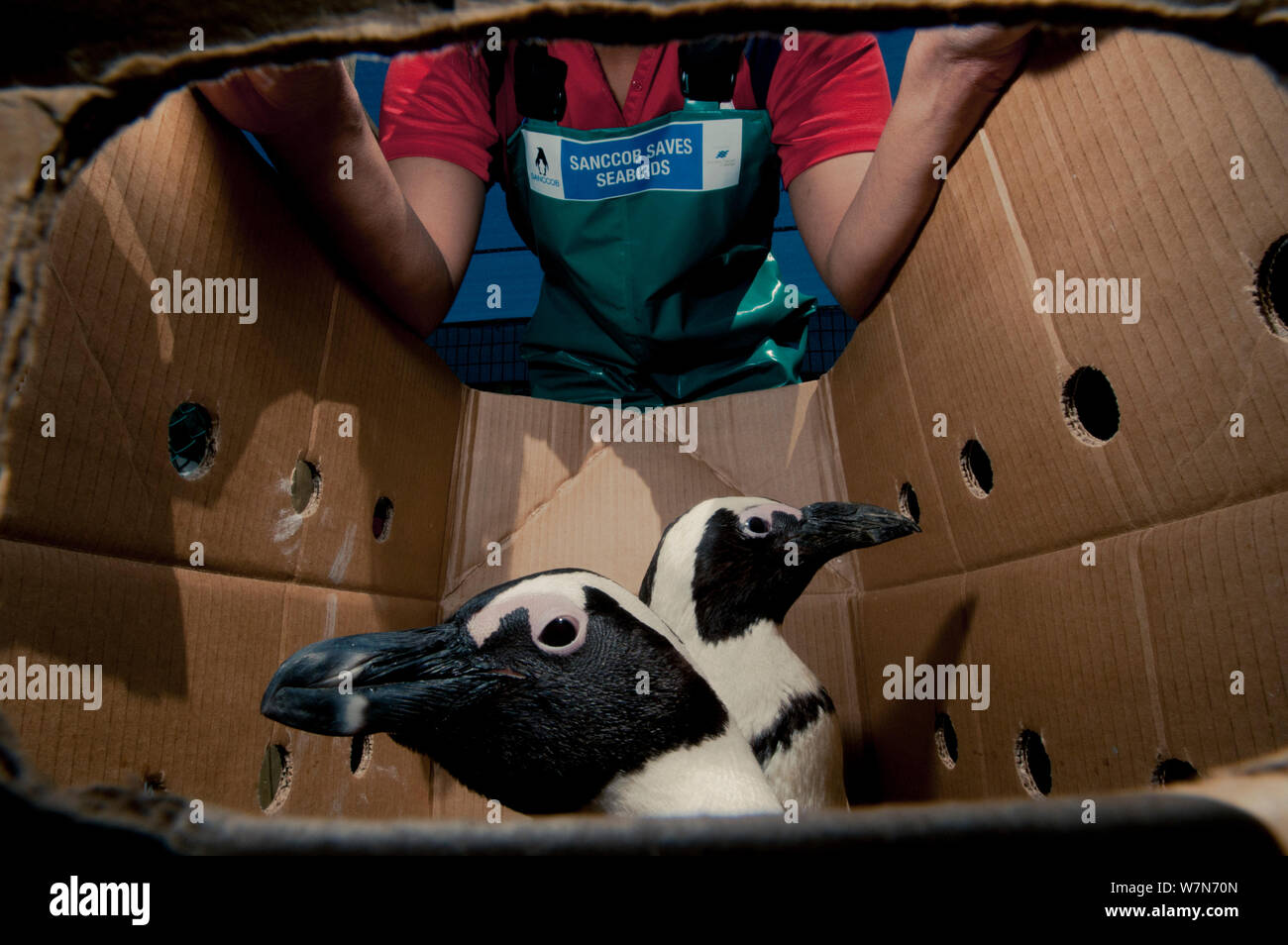 Black footed penguins (Spheniscus demersus) in box ready to be released in sea near Robben Island in Table Bay after rehabilitation at Southern African Foundation for the Conservation of Coastal Birds (SANCCOB) Cape Town, South Africa Stock Photo