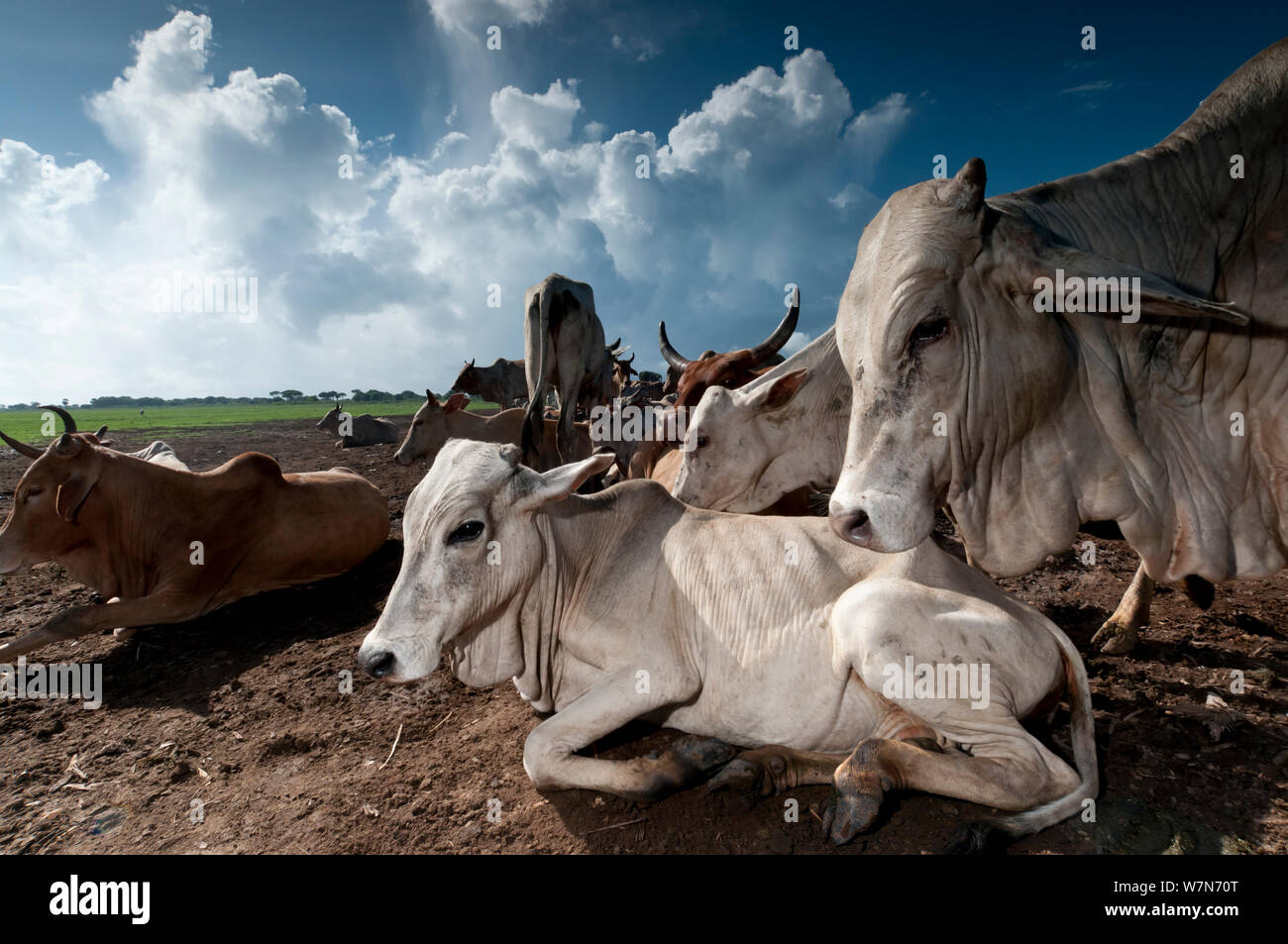 Cattle belonging to Orma Village, pastoralist tribe living in the Tana river delta, Kenya, East Africa 2012 Stock Photo