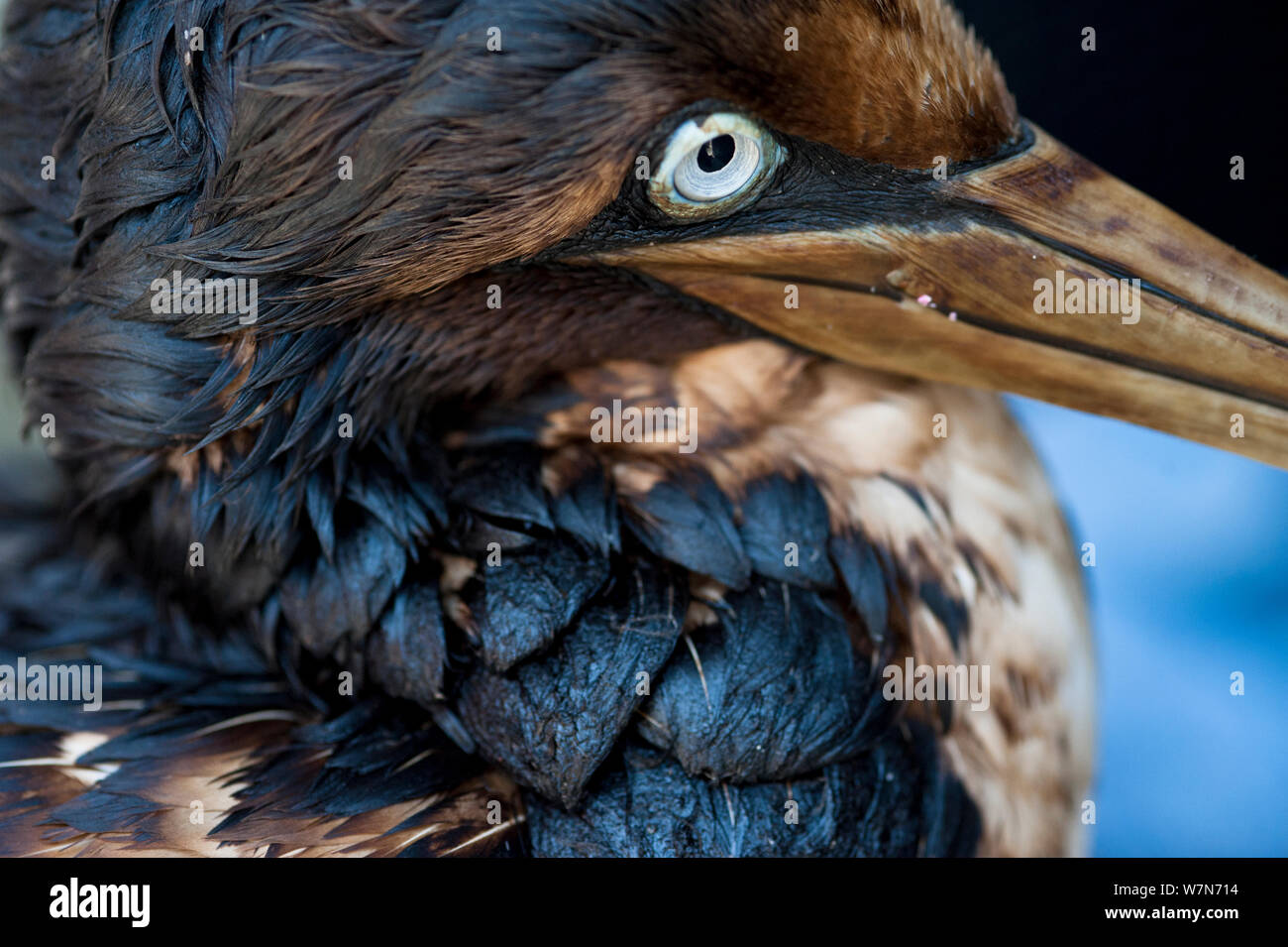 Cape gannet (Morus capensis) covered in oil, in rehabilitation at the Southern African Foundation for the Conservation of Coastal Birds (SANCCOB) Cape Town, South Africa Stock Photo