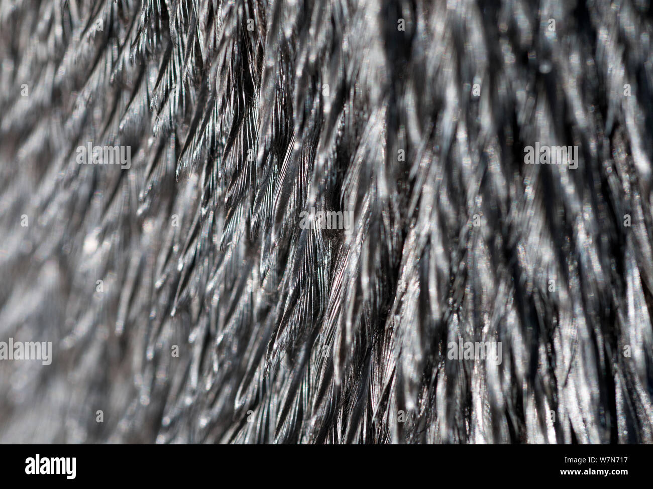 Black footed penguin (Spheniscus demersus) close up of oil coated feathers, in rehabilitation at Southern African Foundation for the Conservation of Coastal Birds (SANCCOB) Cape Town, South Africa Stock Photo