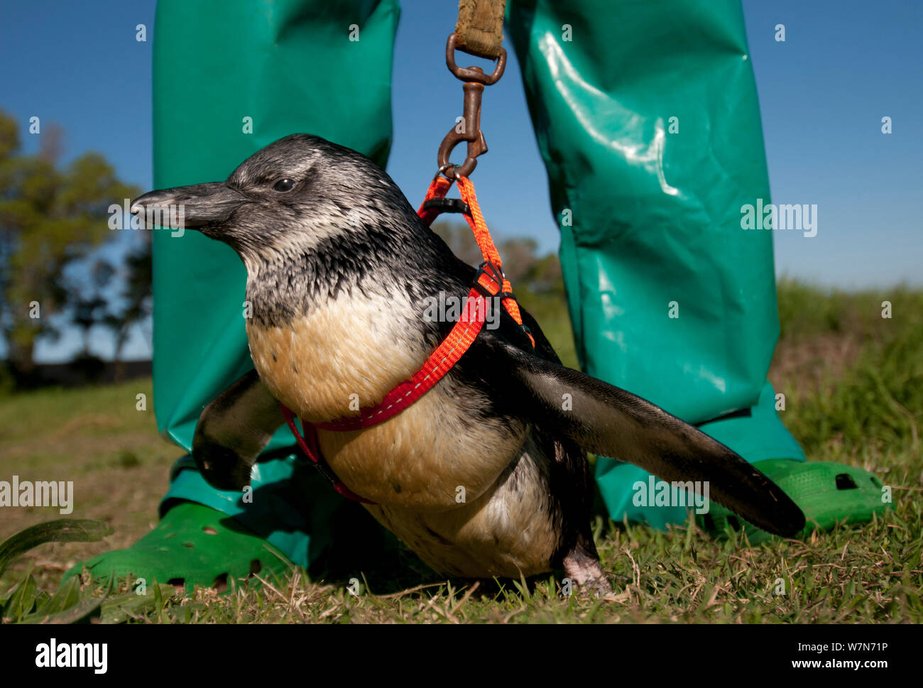 Black footed penguin (Spheniscus demersus) this penguin has a deformed back and cannot walk without assistance. Staff exercise 'Twinkles' with a harness and lead in rehabilitation at Southern African Foundation for the Conservation of Coastal Birds (SANCCOB) Cape Town, South Africa Stock Photo