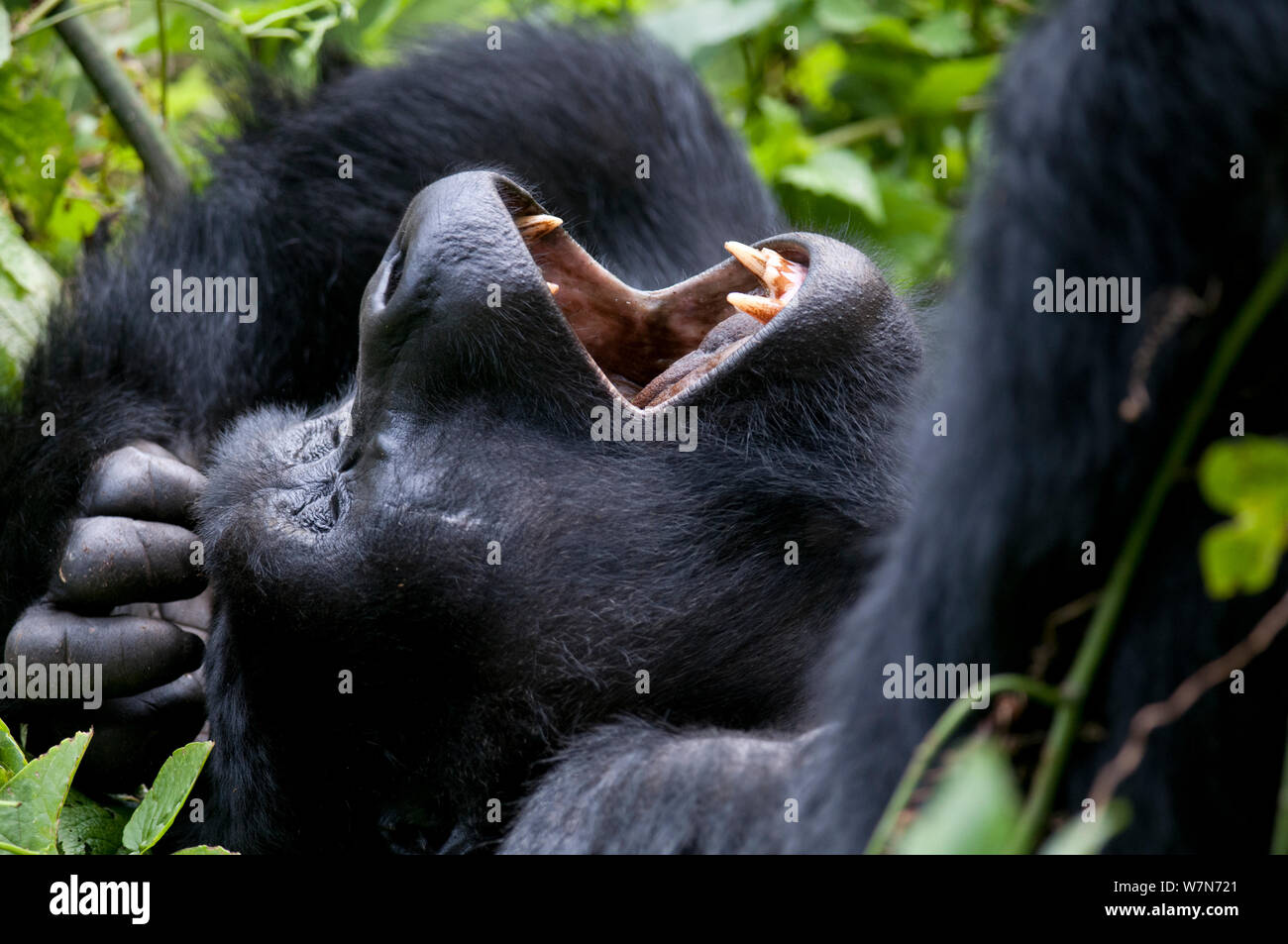 Mountain gorilla (Gorilla beringei) resting on back yawning, Bwindi Impenetrable Forest, Uganda, East Africa Stock Photo