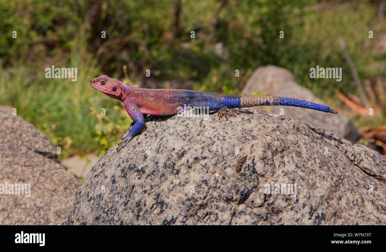 Red-headed Rock Agama (Agama agama) sunning  on a rock. The tip of its tail appears to be  regenerating. Naabi Hill, Serengeti, Tanzania. Stock Photo
