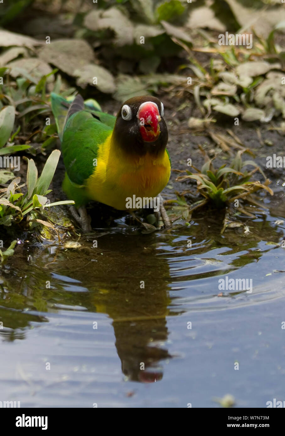 Masked lovebird hires stock photography and images Alamy