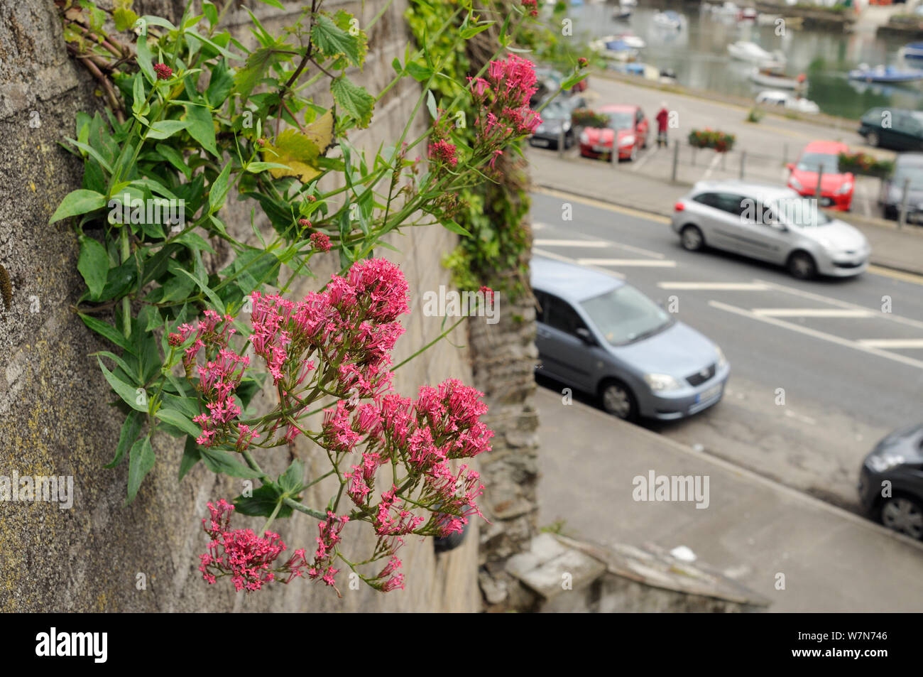 Flowering Red Valerian (Centranthus ruber) growing from drainage pipe in a retaining wall, with cars, buildings and Looe harbour in the background, Cornwall, UK, June 2012 Stock Photo