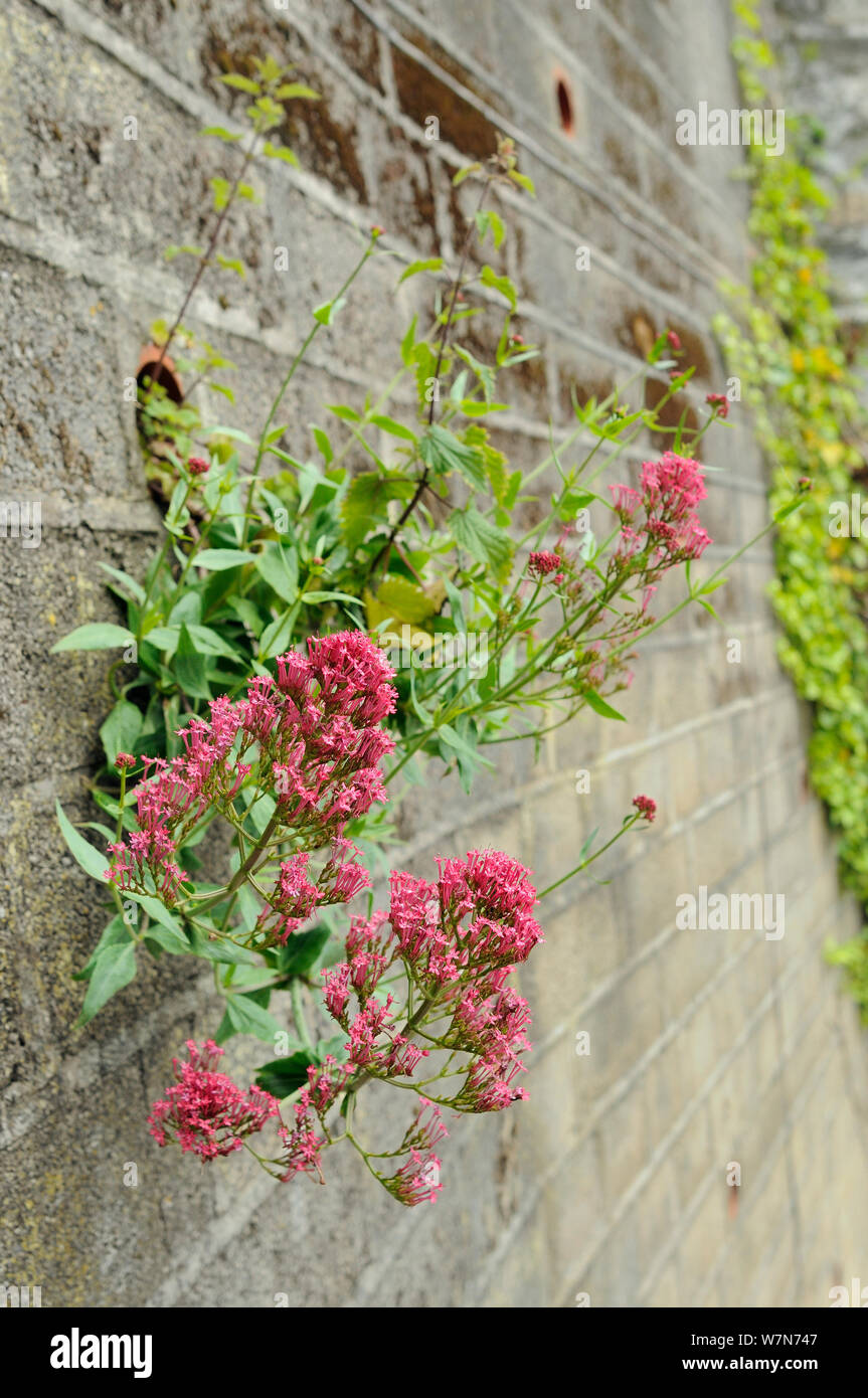 Flowering Red Valerian (Centranthus ruber) growing from drainage pipe in a retaining wall, Looe, Cornwall, UK, June Stock Photo