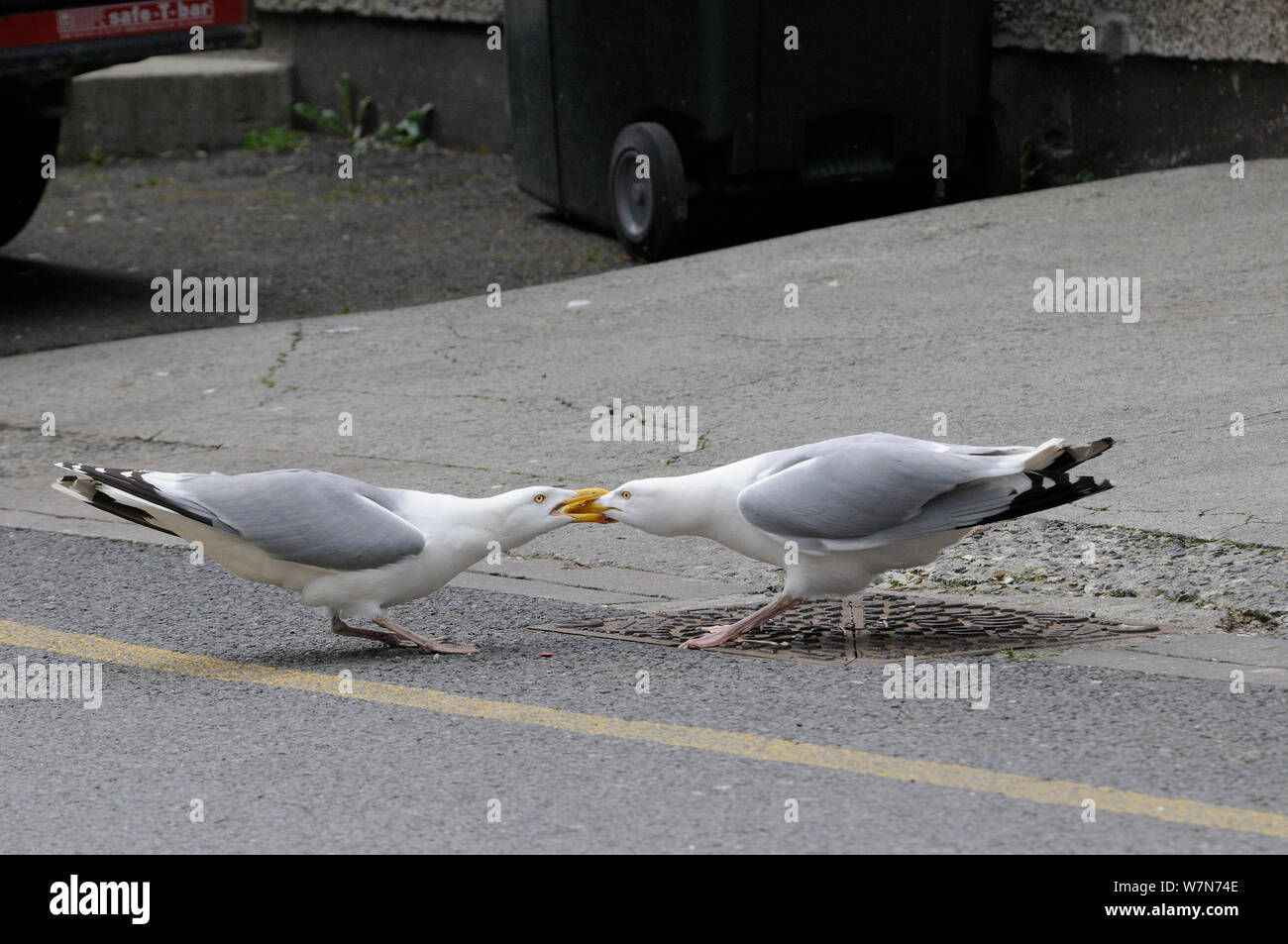 Two adult Herring gulls (Larus argentatus) fighting on a pavement as one clasps another by the beak and tugs, Looe, Cornwall, UK, June. Stock Photo