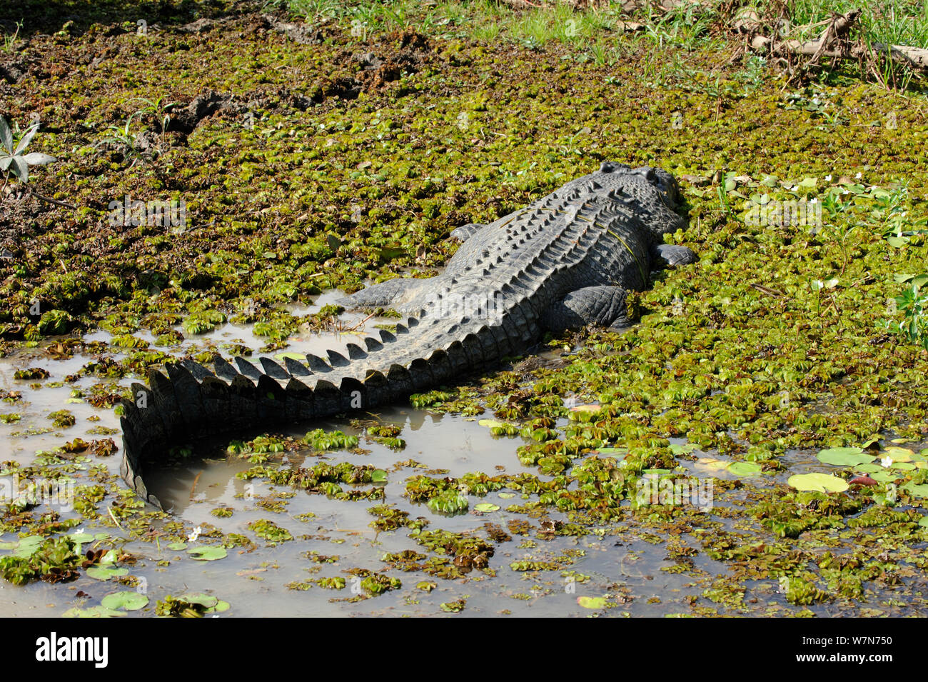 Saltwater Crocodile (Crocodylus porosus) Kakadu National Park. Northern ...