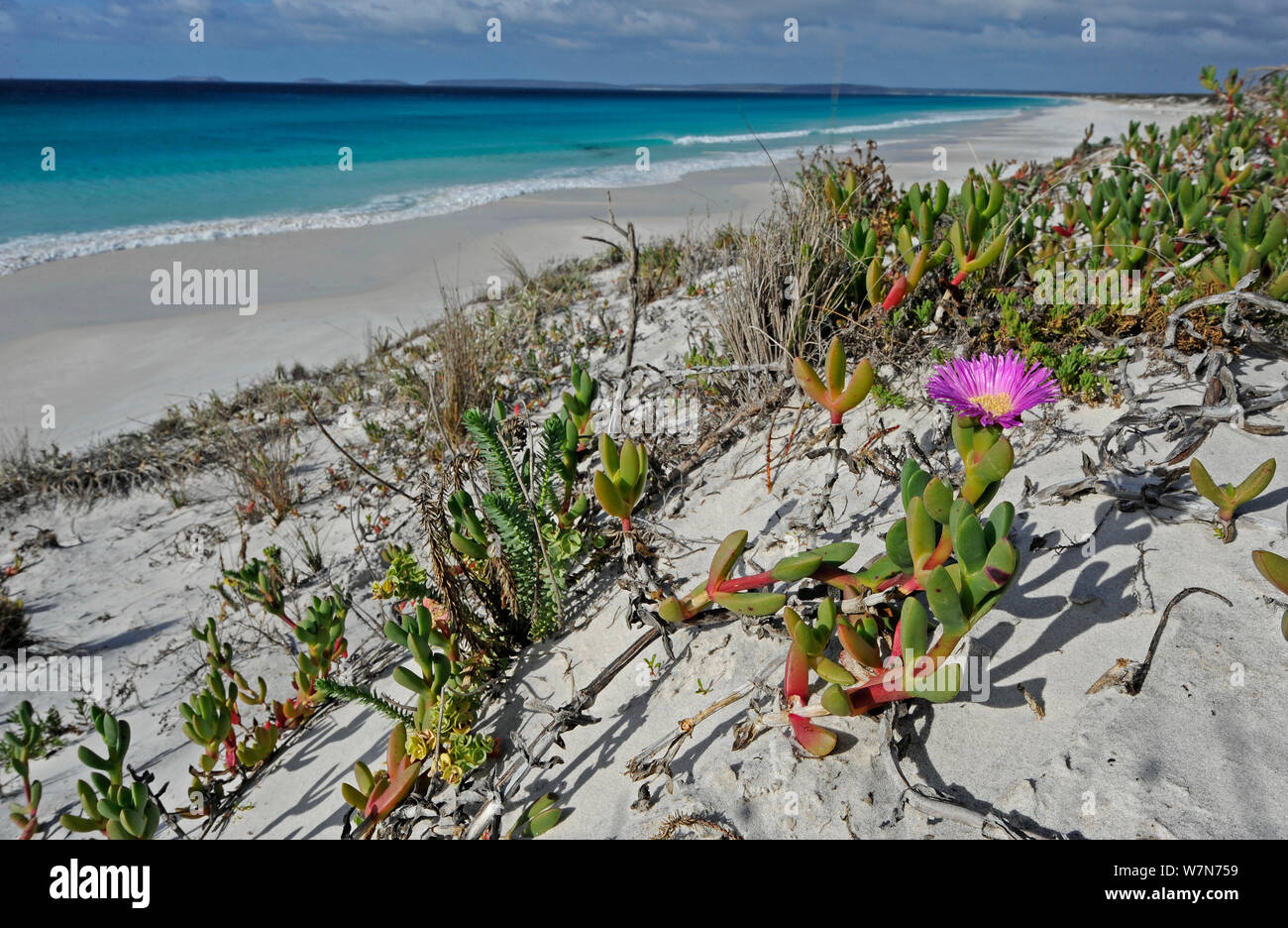 Sand dunes, with alien Mesembryanthemum flower, Fitzgerald National Park, Western Australia, June Stock Photo