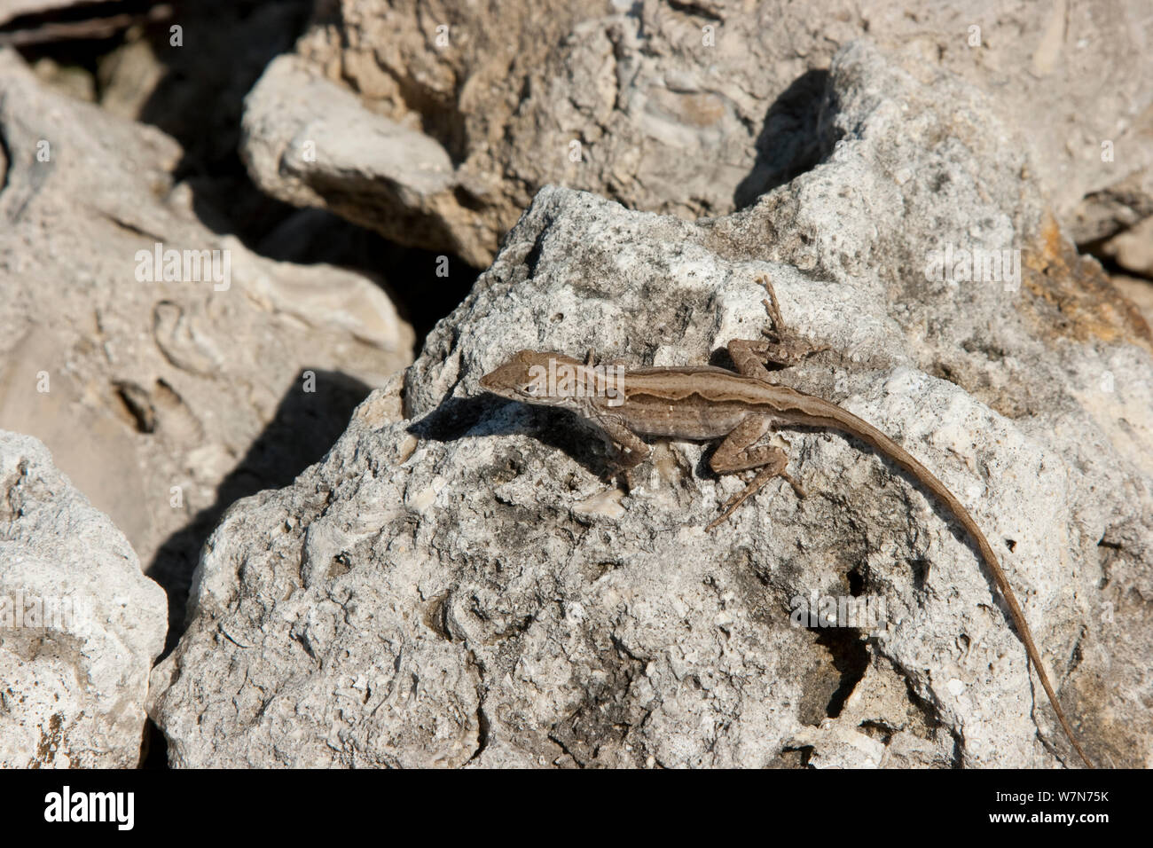 Brown anole (Anolis sagrei) female on rock. Introduced species ...