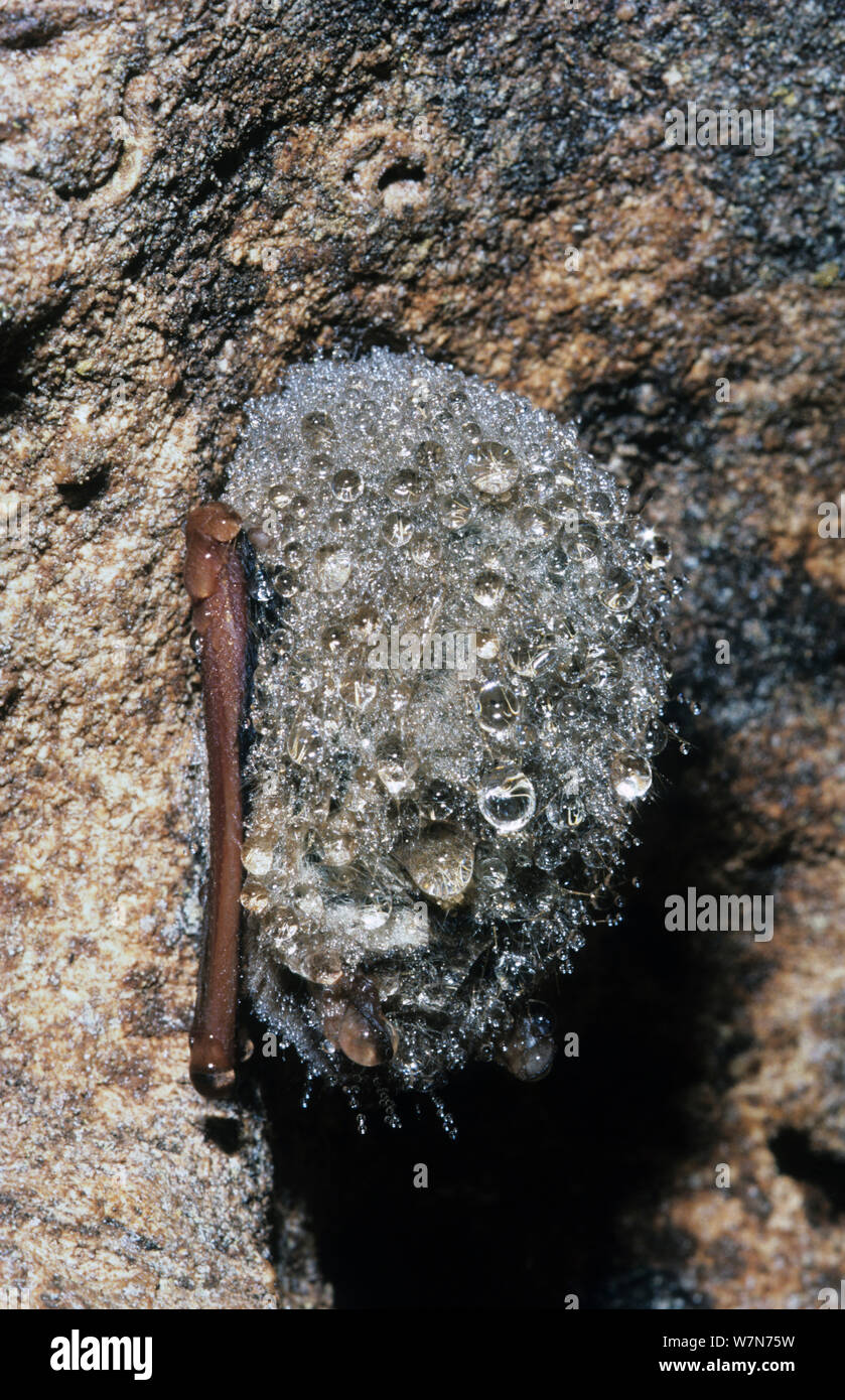 Eastern pipistrelle bat (Pipistrellus subflavus) roosting in cave ...