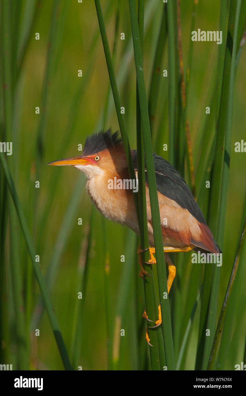 Least Bittern (Ixobrychus exilis) perched on reeds, Everglades National Park, South Florida, USA, May Stock Photo