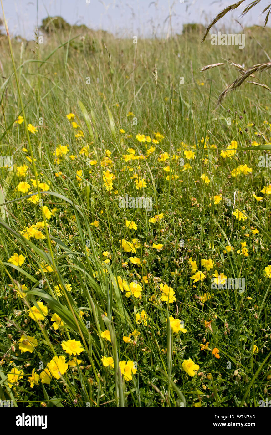 Common Rockrose (Helianthemum nummularium ) growing in limestone grassland, Mumbles Head Nature reserve, near Swansea, Wales, UK, June Stock Photo